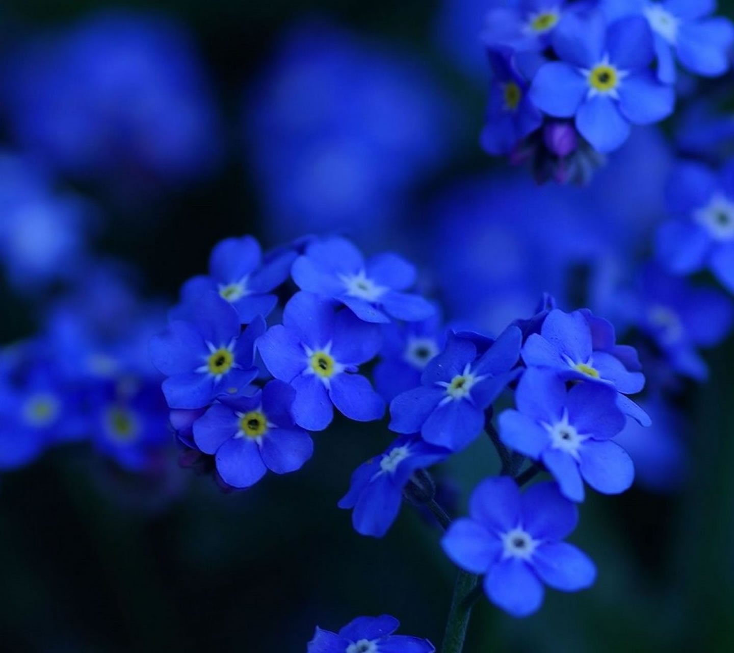 Сине желтая незабудка. Незабудка голубая. Незабудка ультрамарин. Голубые цветы незабудки. Мелкие синие цветы.