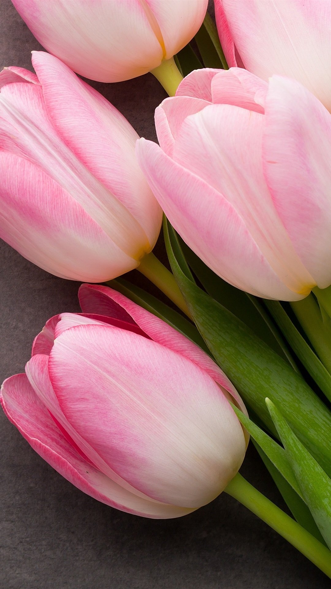 Тюльпаны Бледно Розовые