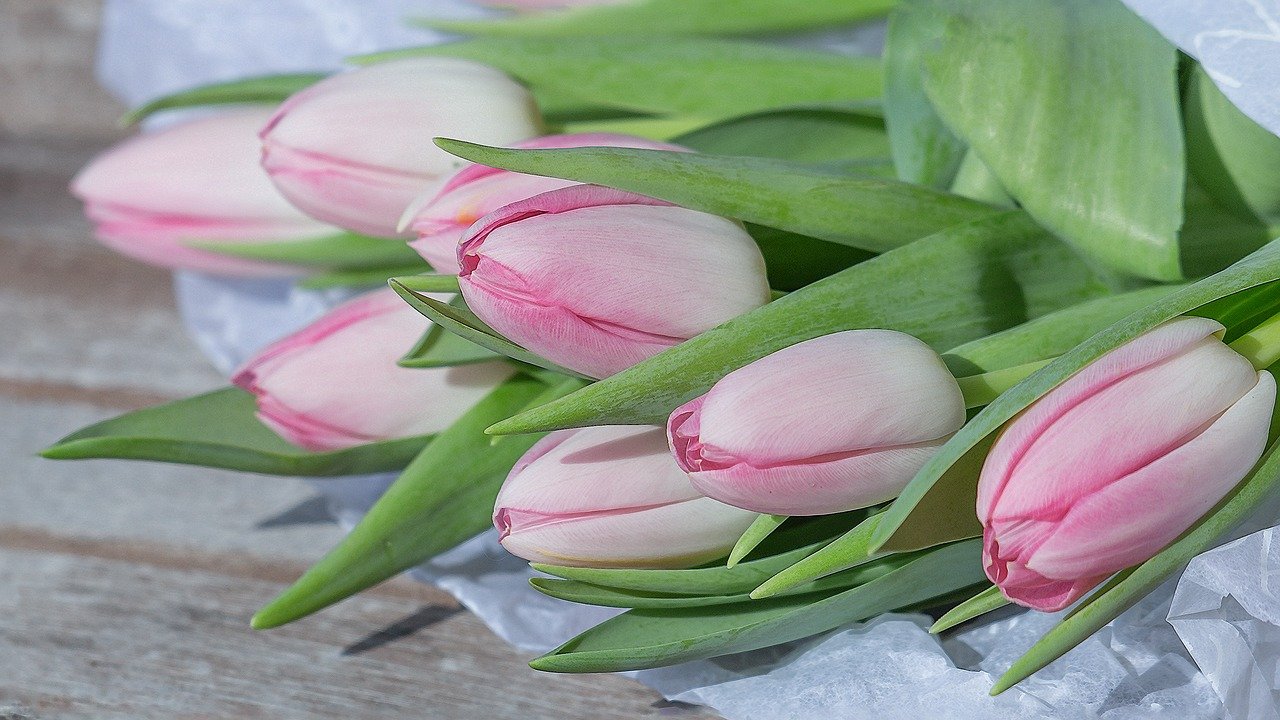 Тюльпаны Бледно Розовые