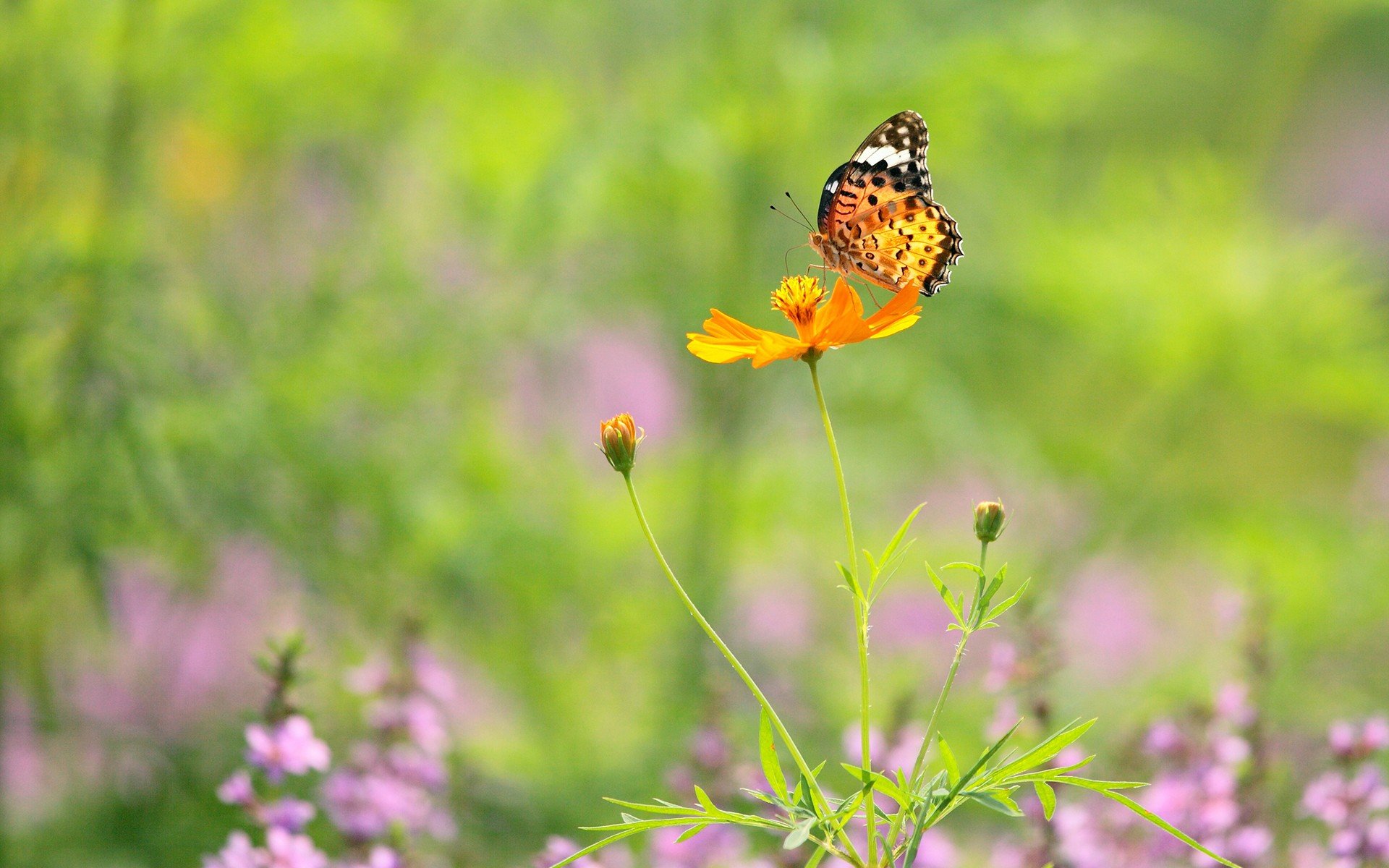 Фото луга с цветами и с бабочками