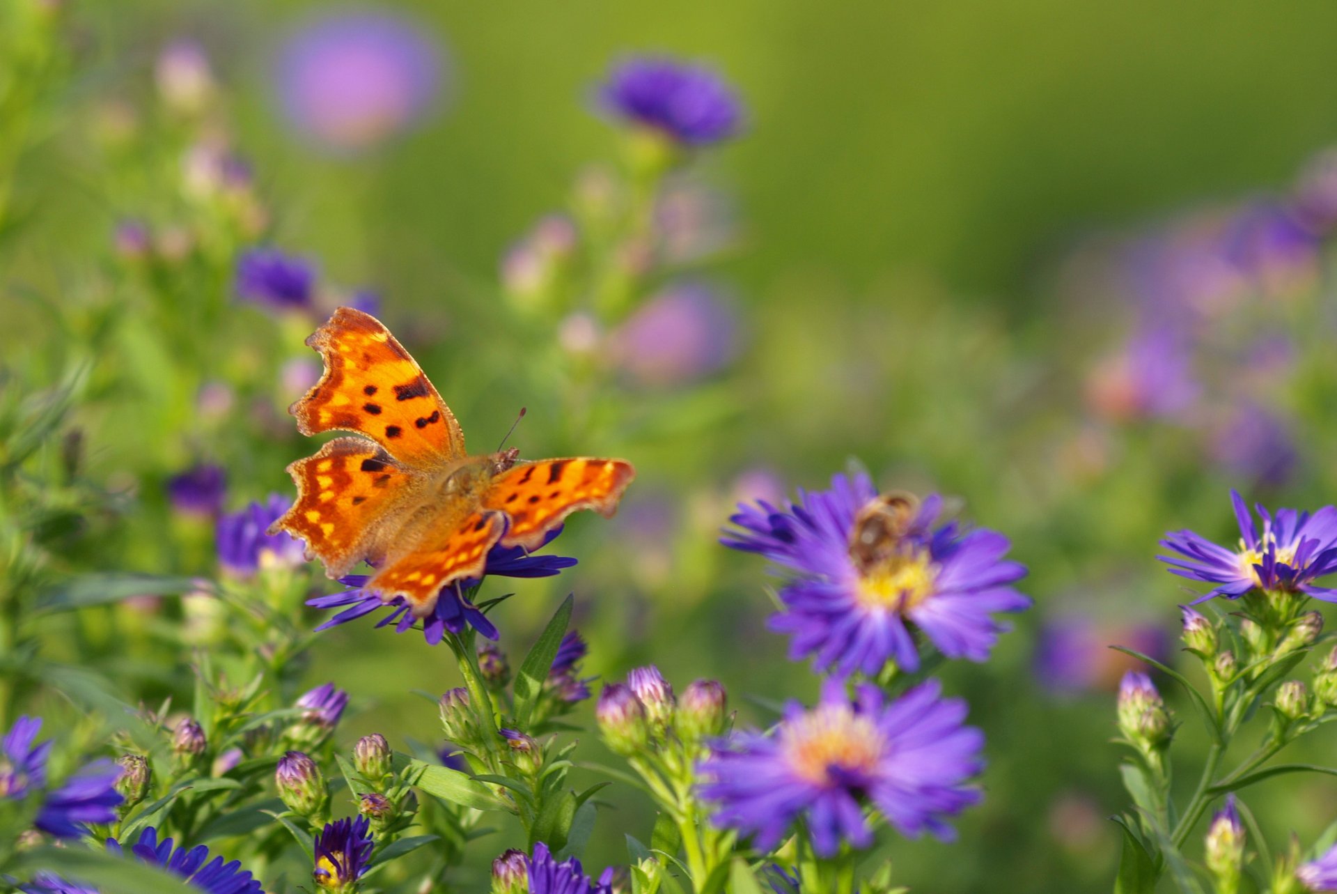 Фото летнего луга с цветами и бабочками