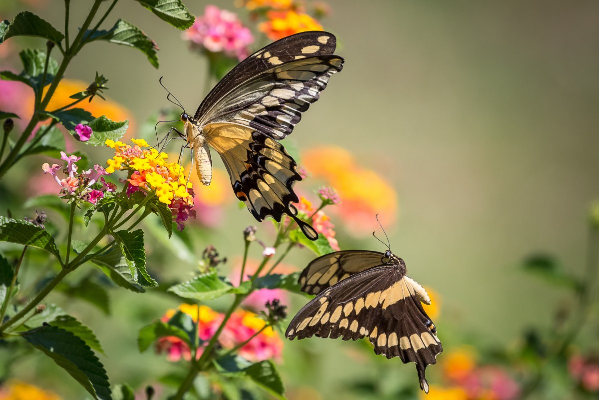 Две бабочки на цветах