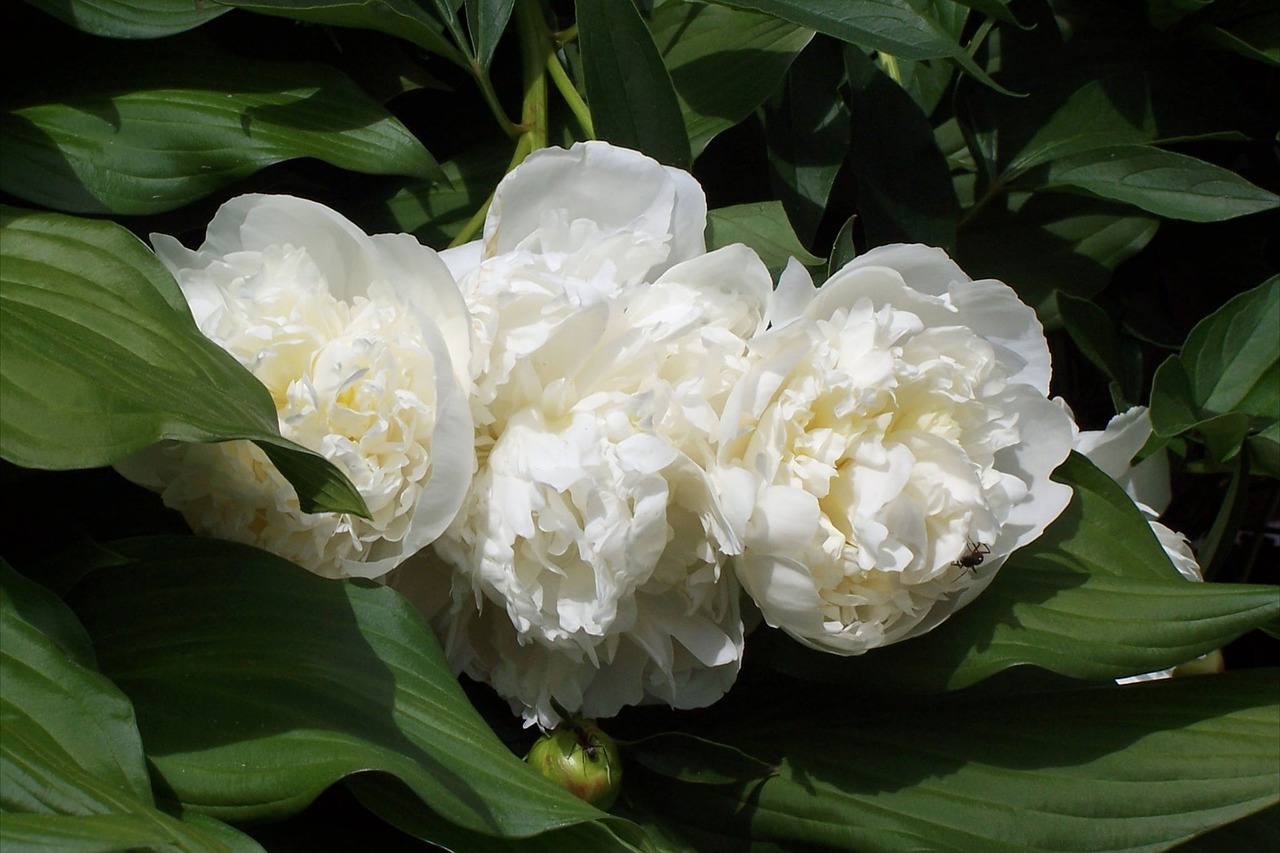 Крупные белые цветы (52 фото) .