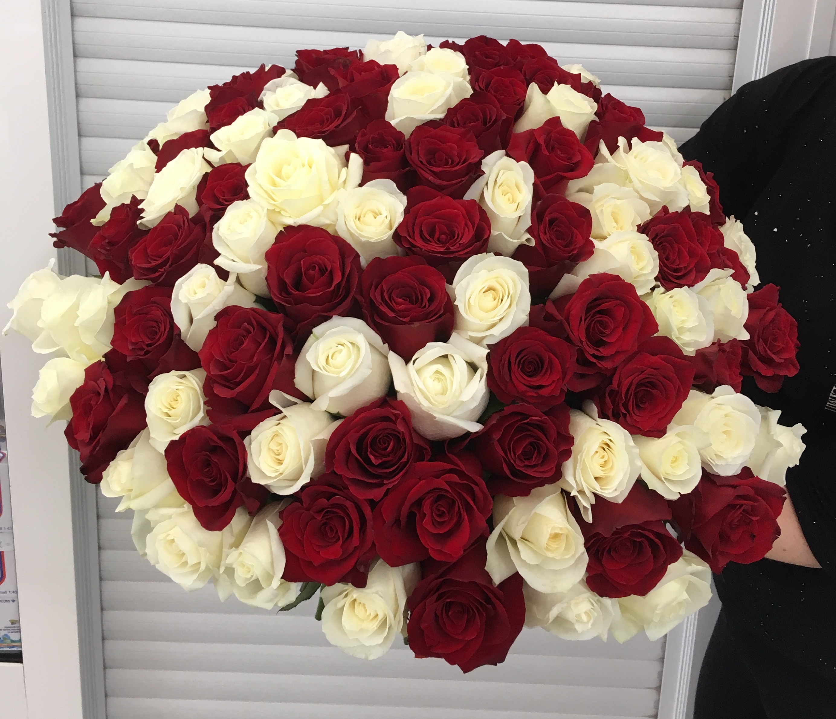 Красные и белые розы фото