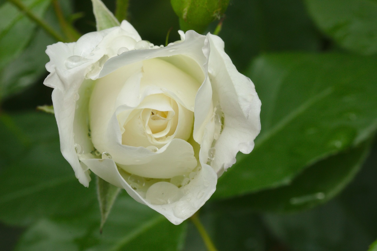 Лепестками белых роз