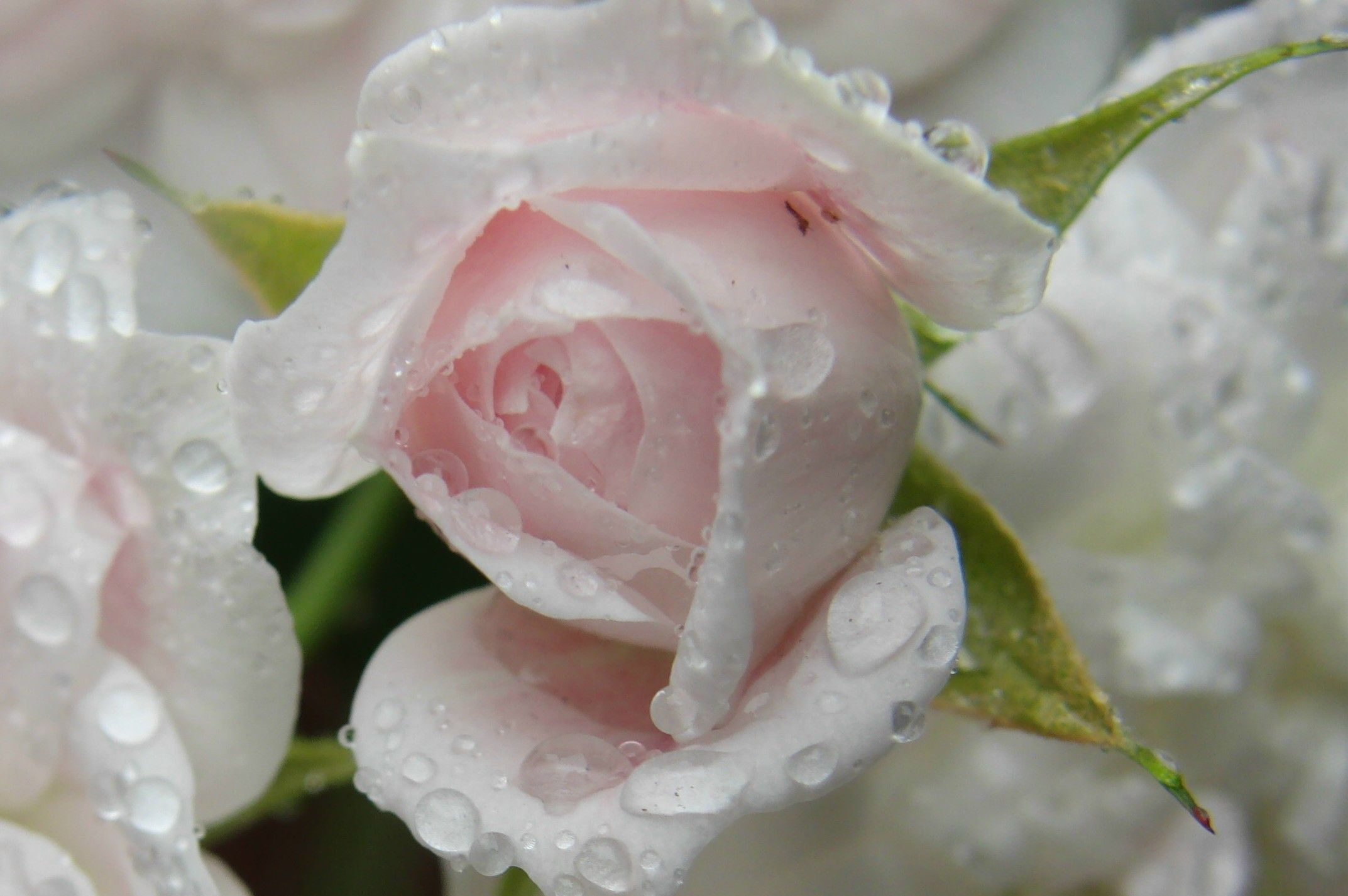 Белые розы прекрасные в капля дождя