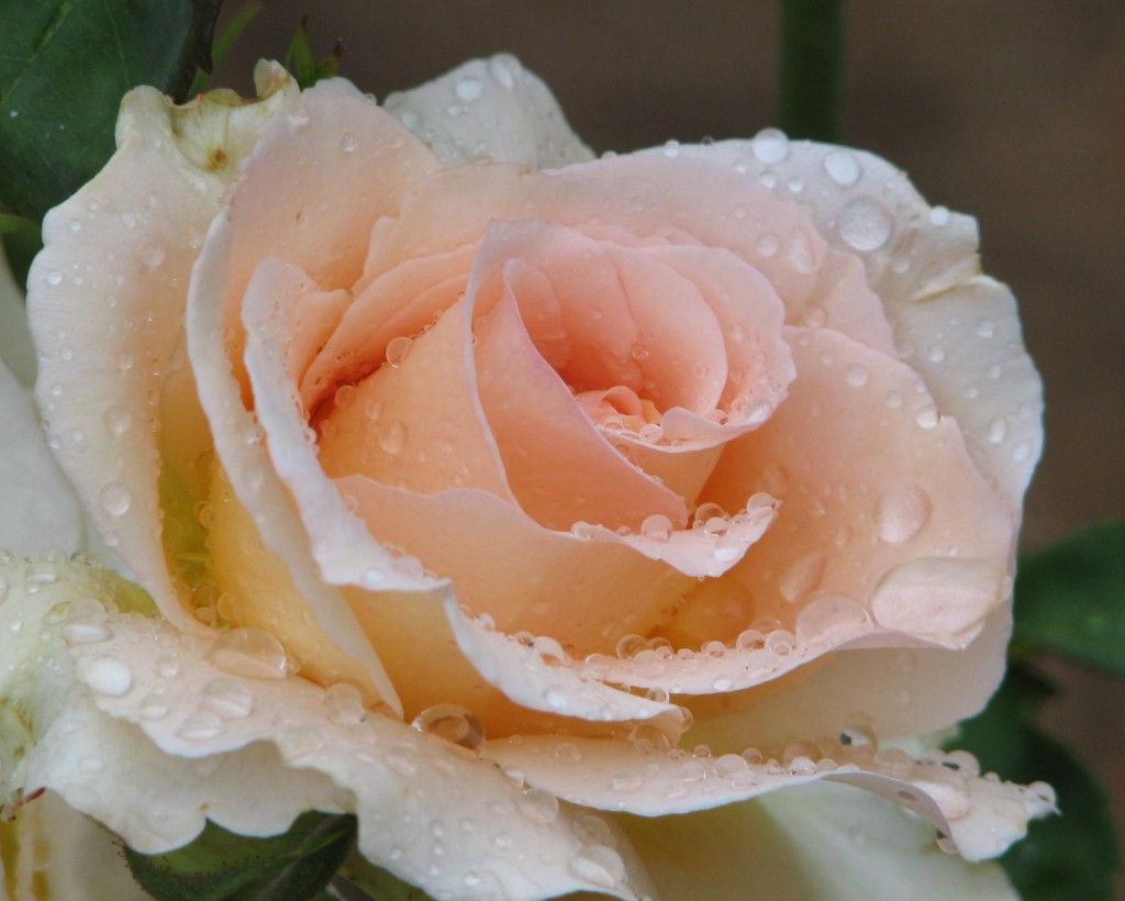 Нежные кремовые розы в росе