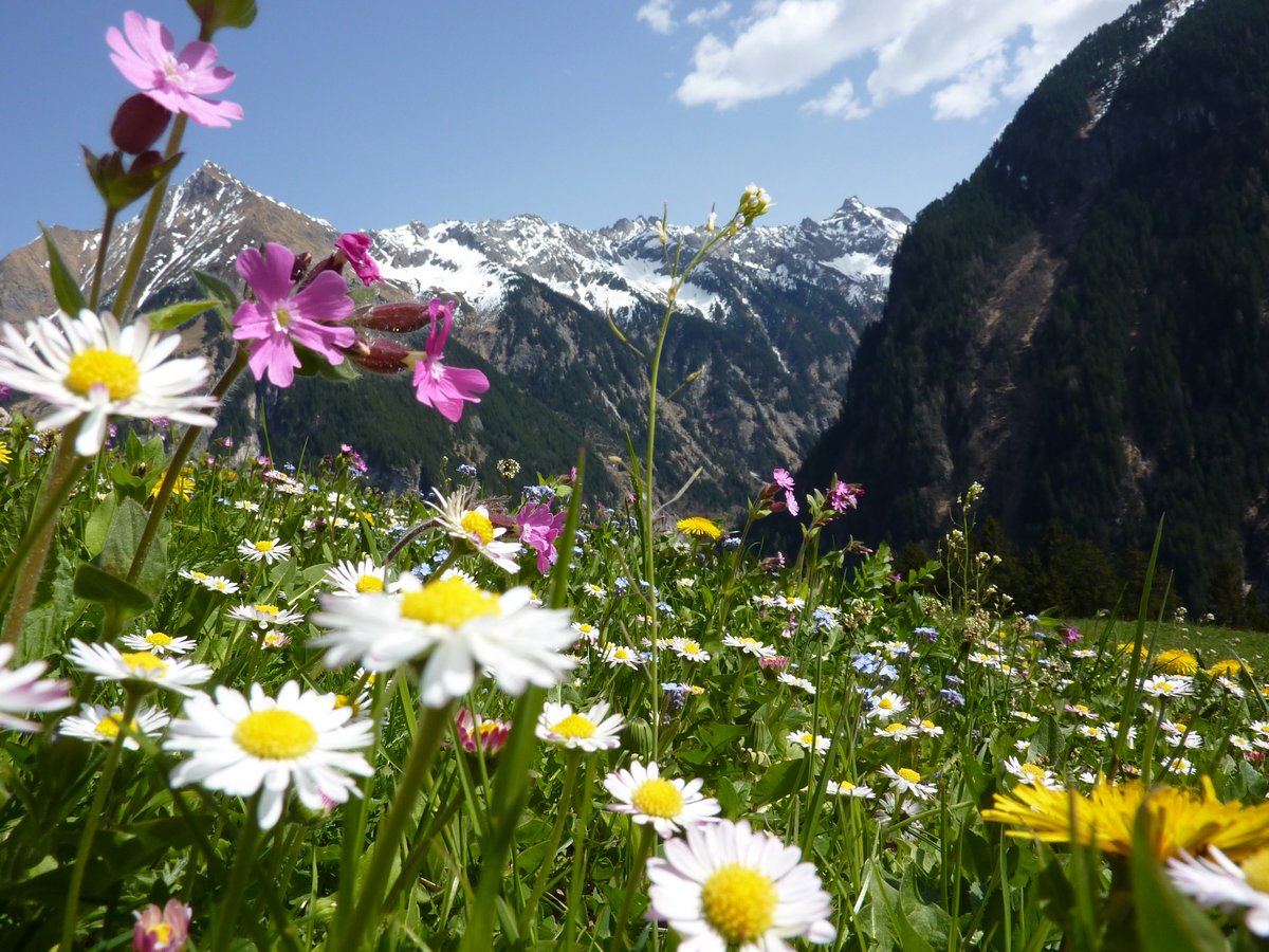 Цветы Австрии фото