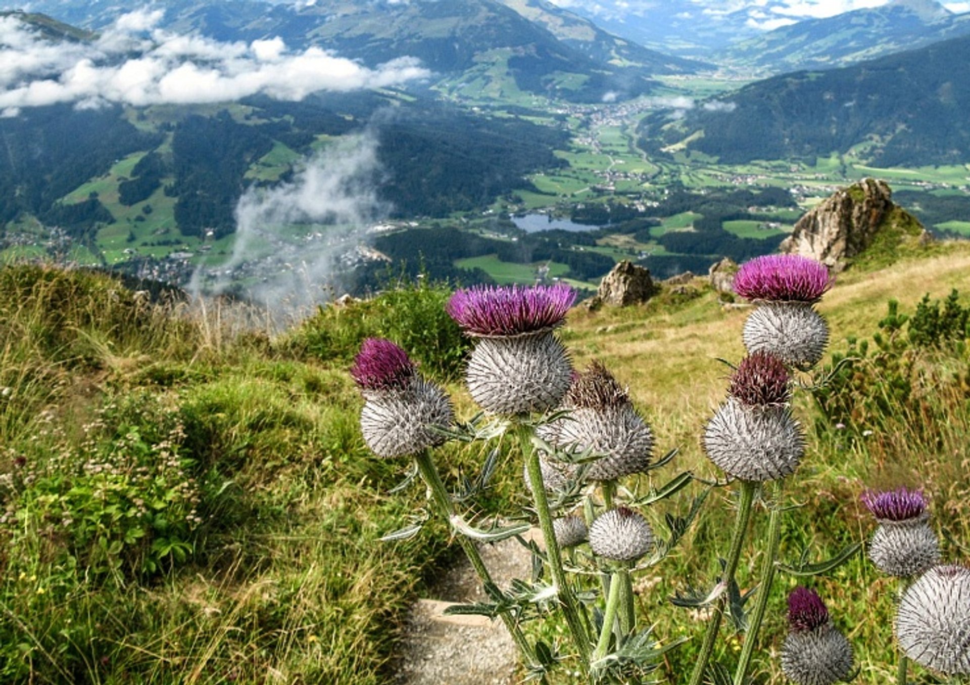 Растительность Австрии