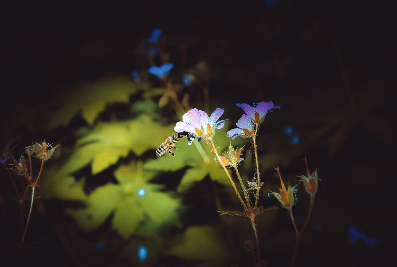 Полевые цветы ночью