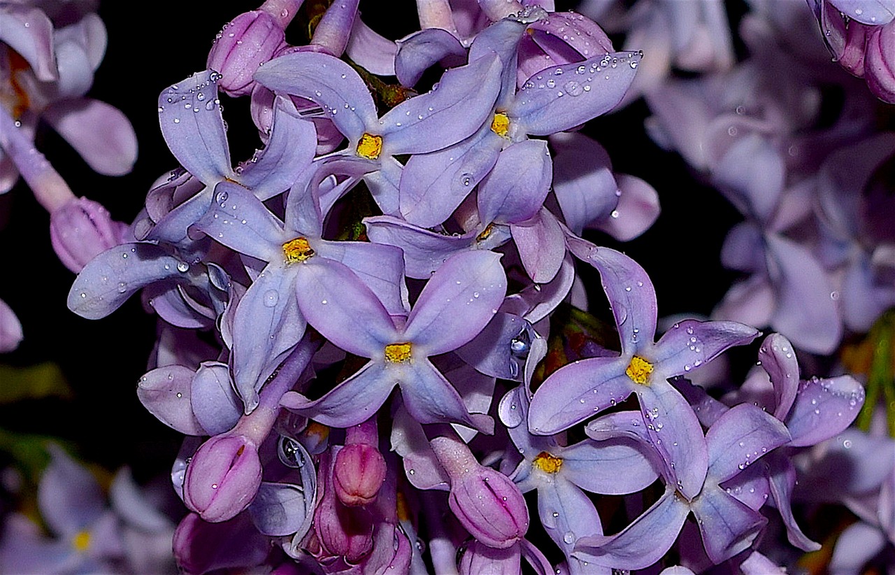 Вдохновение цветы Дендробиум фиолетовый