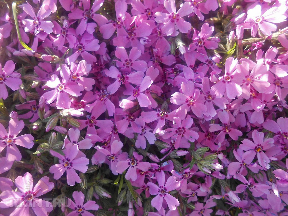 Цветы маттиола двурогая посадка и уход фото
