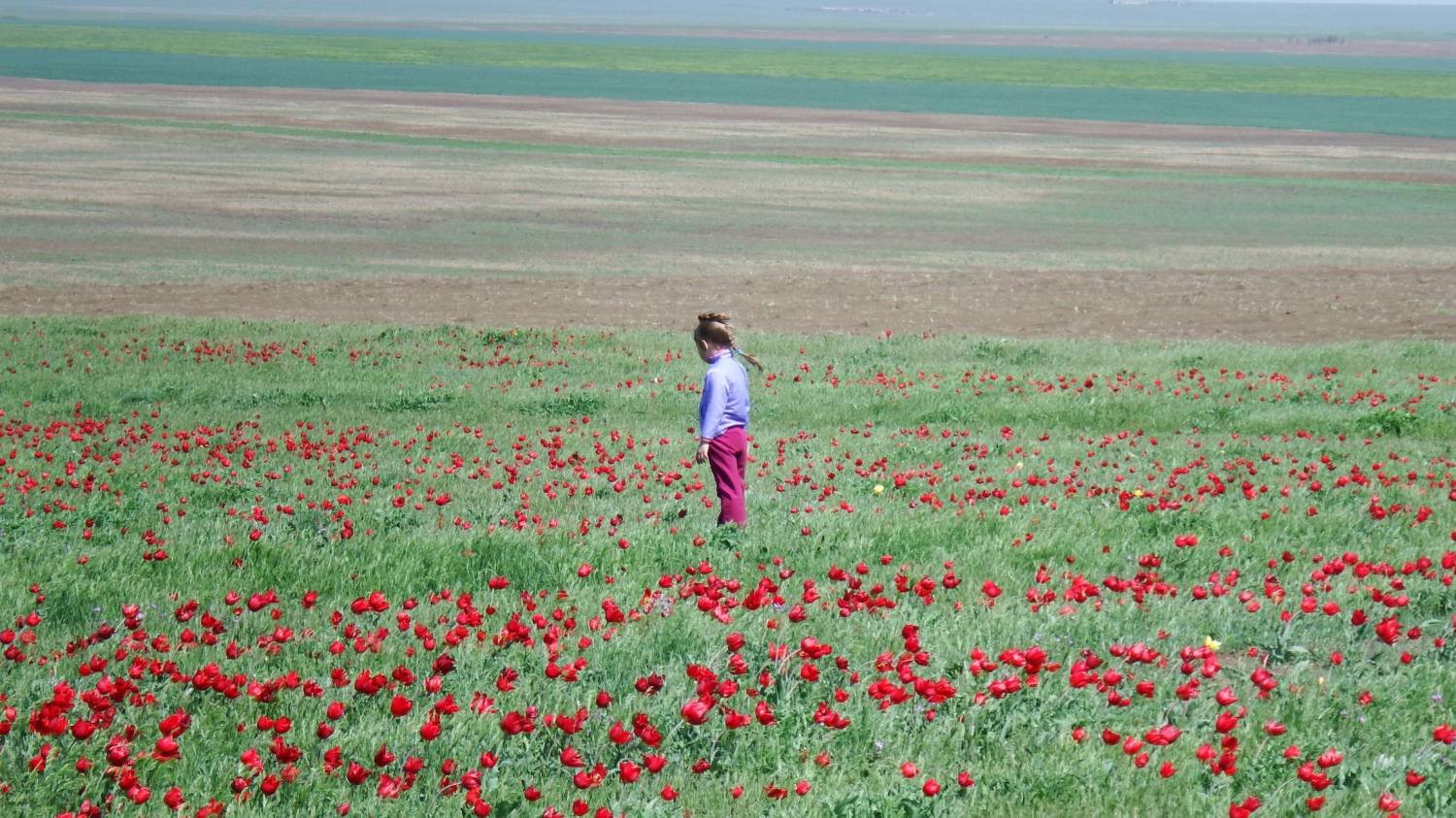 Тюльпаны в степи Казахстана
