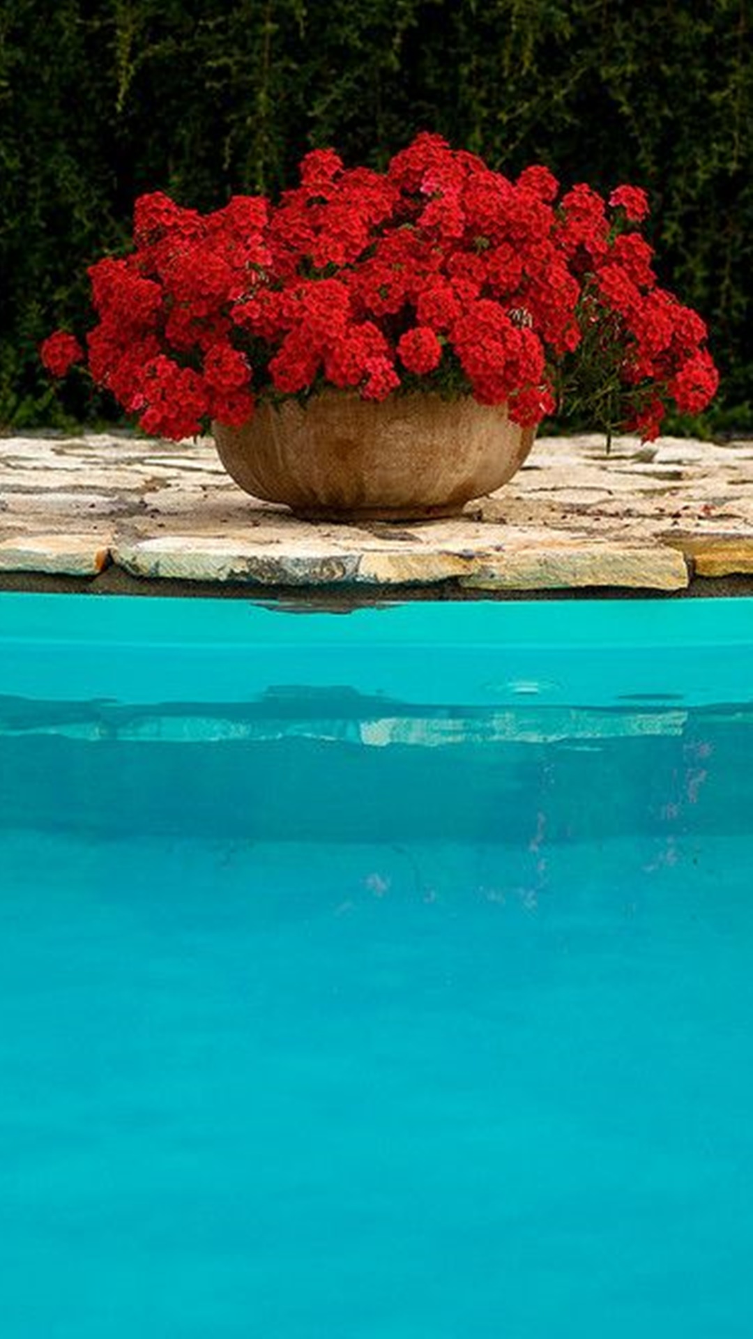 Plant pool. Цветы в бассейне. Бассейн с цветами. Бассейн в цветах. Цветы в горшках у бассейна.