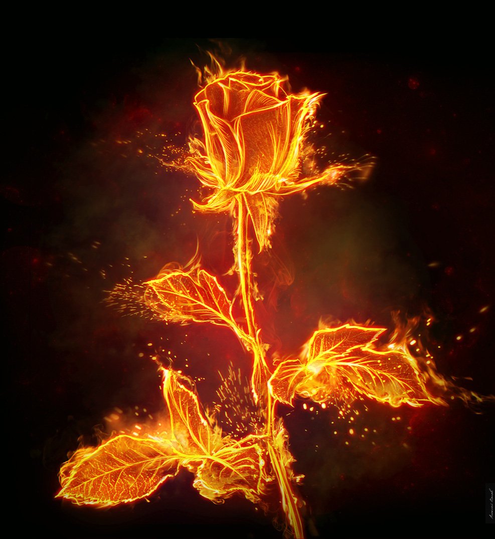 Цветы деньги и огонь. Стефани Блейк Огненные цветы. Огненный Росток Геншин. Пламенный цветок.