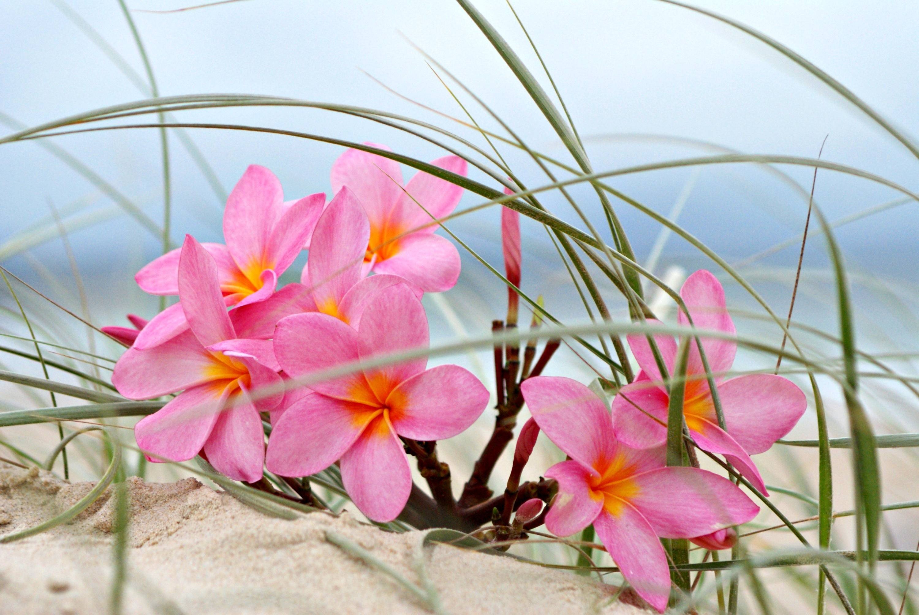Цветы тропические Франжипани море