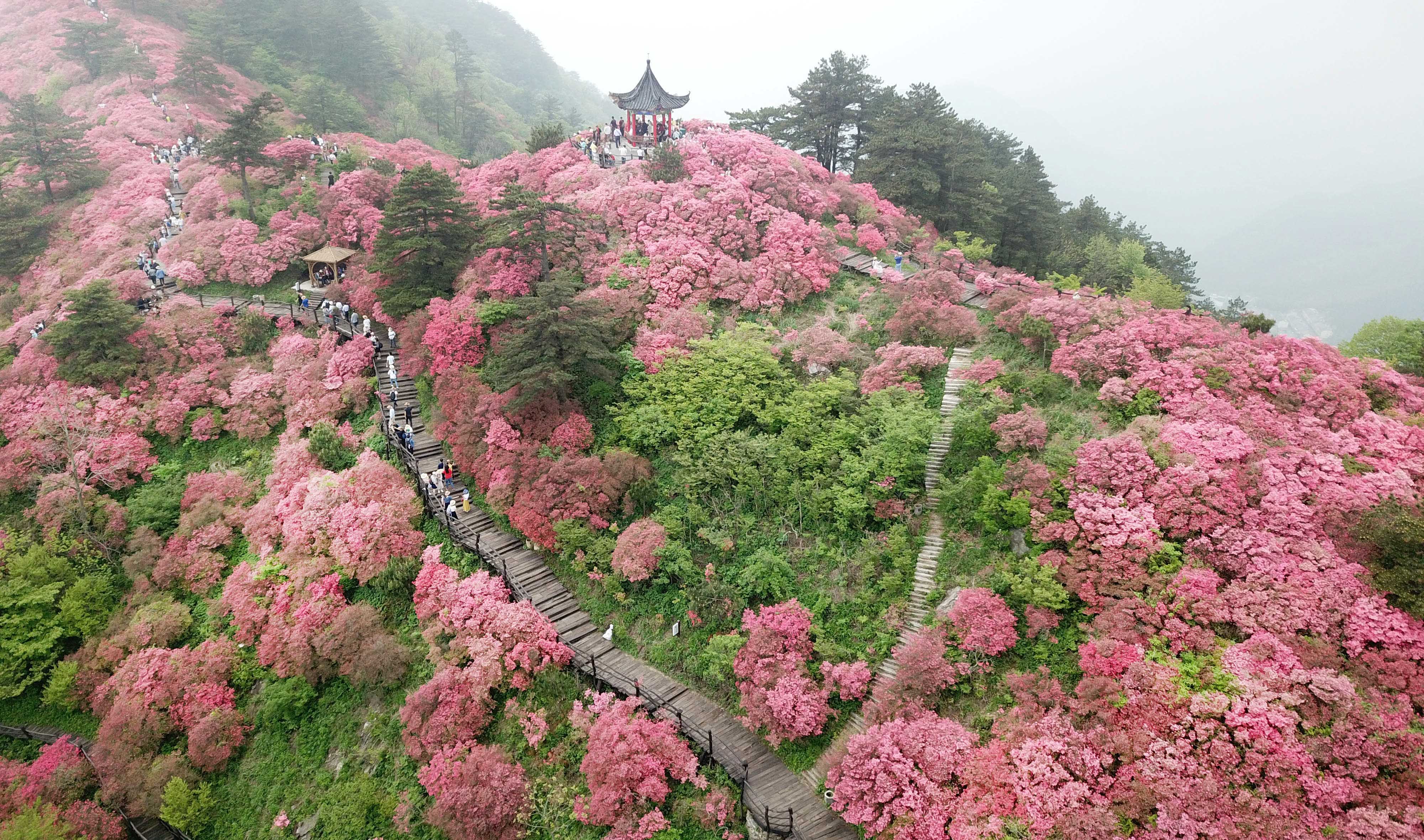 Розовые деревья в горах. Парк Азалии Китай. Хубэй Долина Цветущая Китай. Южная Корея Кенджу рододендрон.
