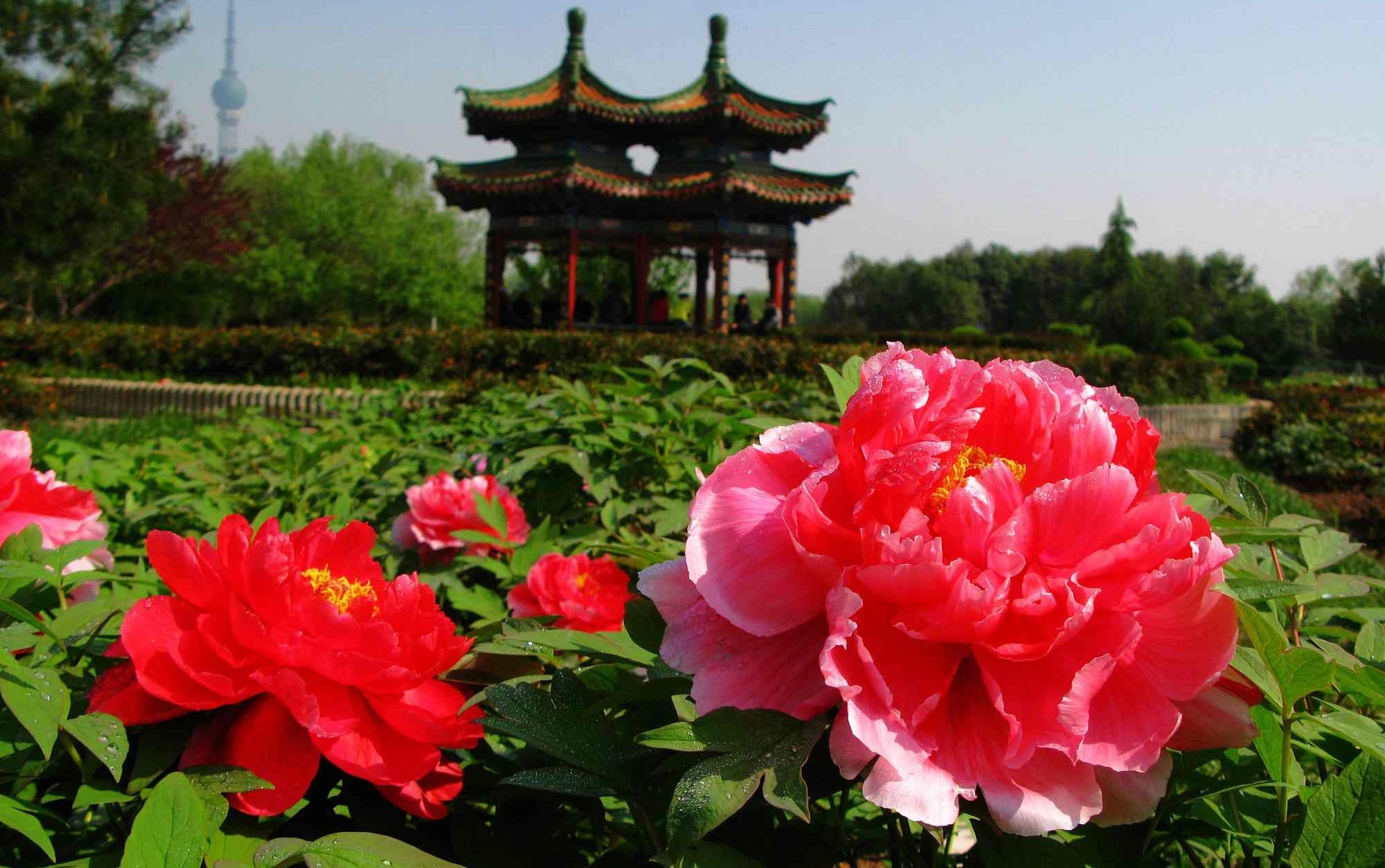 Китай парк пионов Лоян