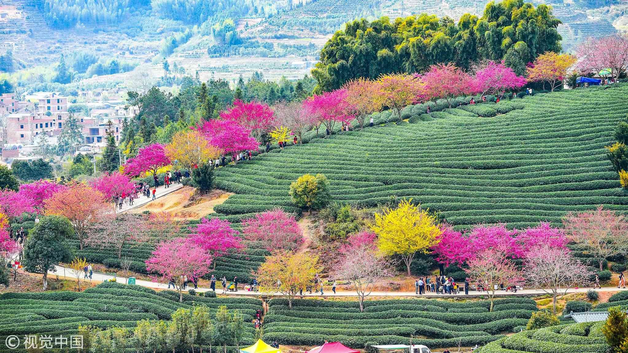 Китай Весна цветущие сады