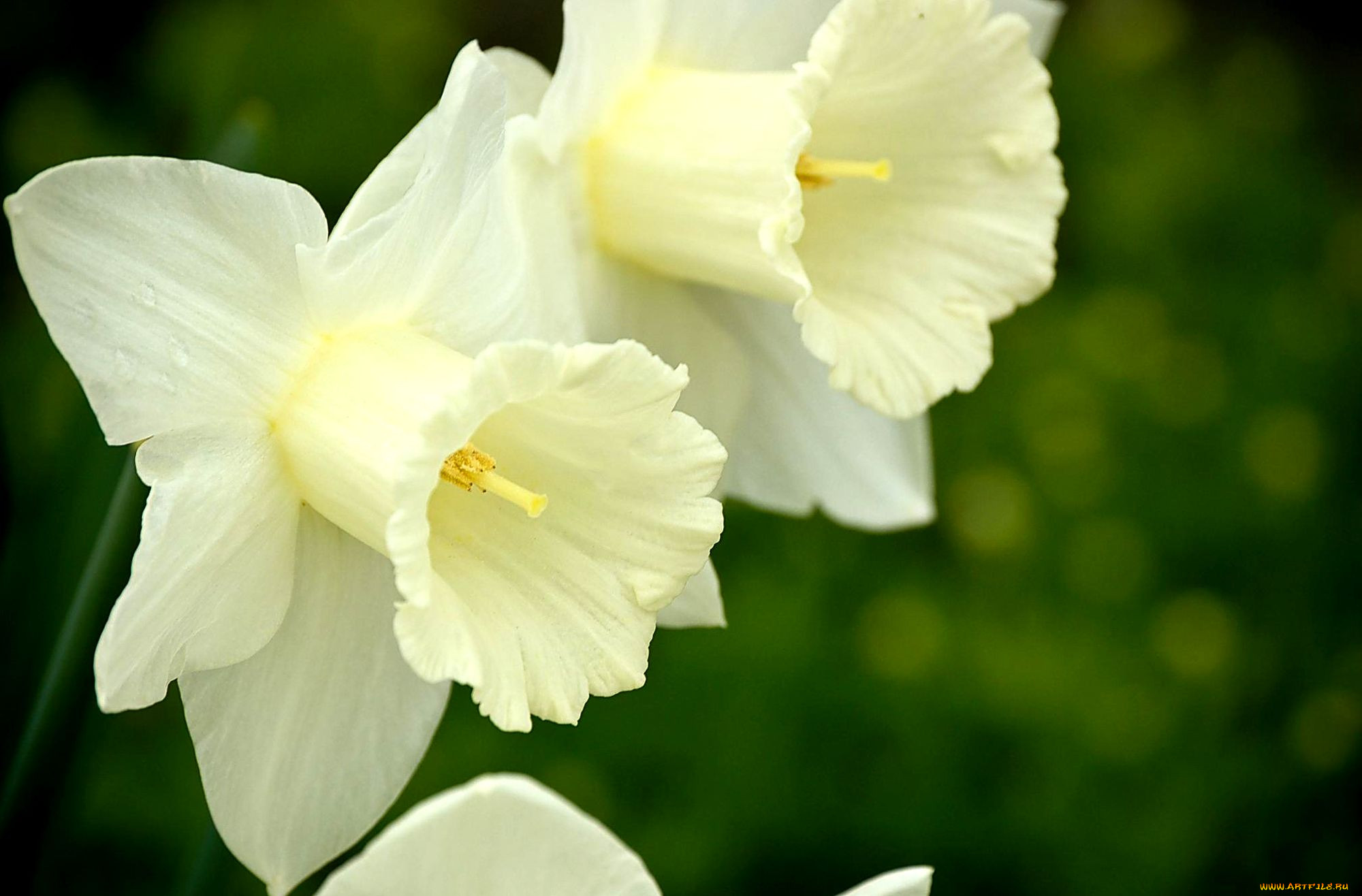 Киса нарцисса. Нарцисс (растение). Нарцисс зеленая Жемчужина. Нарцисс Гелиос. Нарцисс цветок белый.