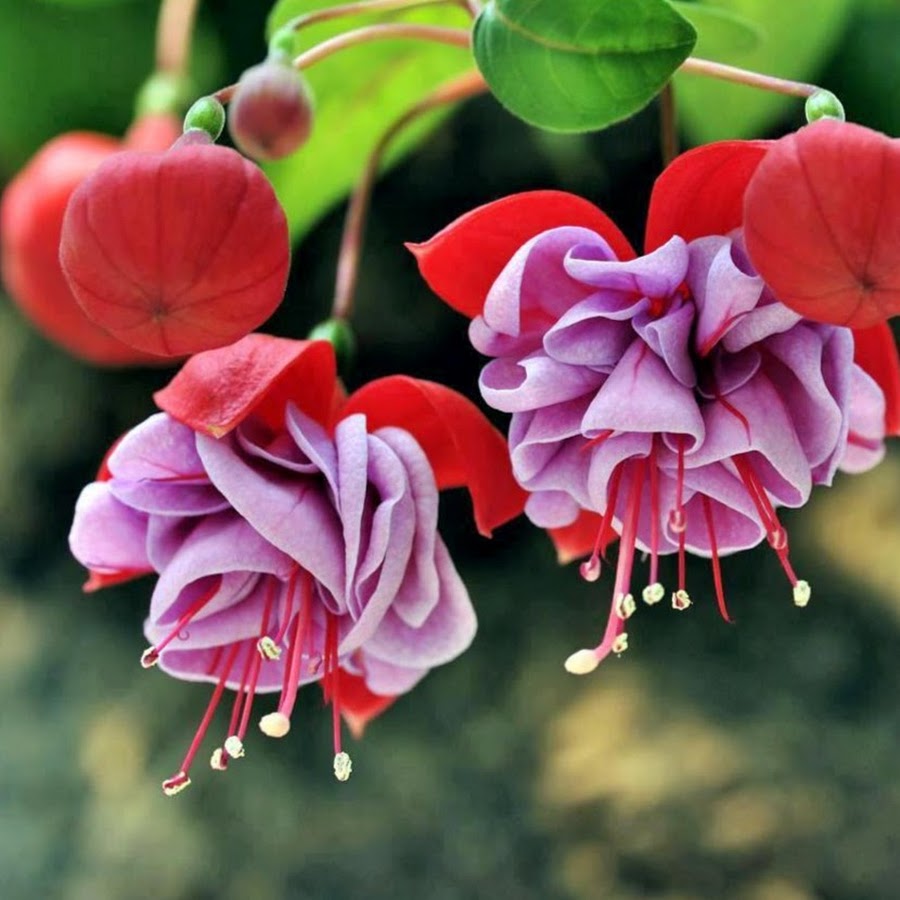 Цветы из китая названия цветов