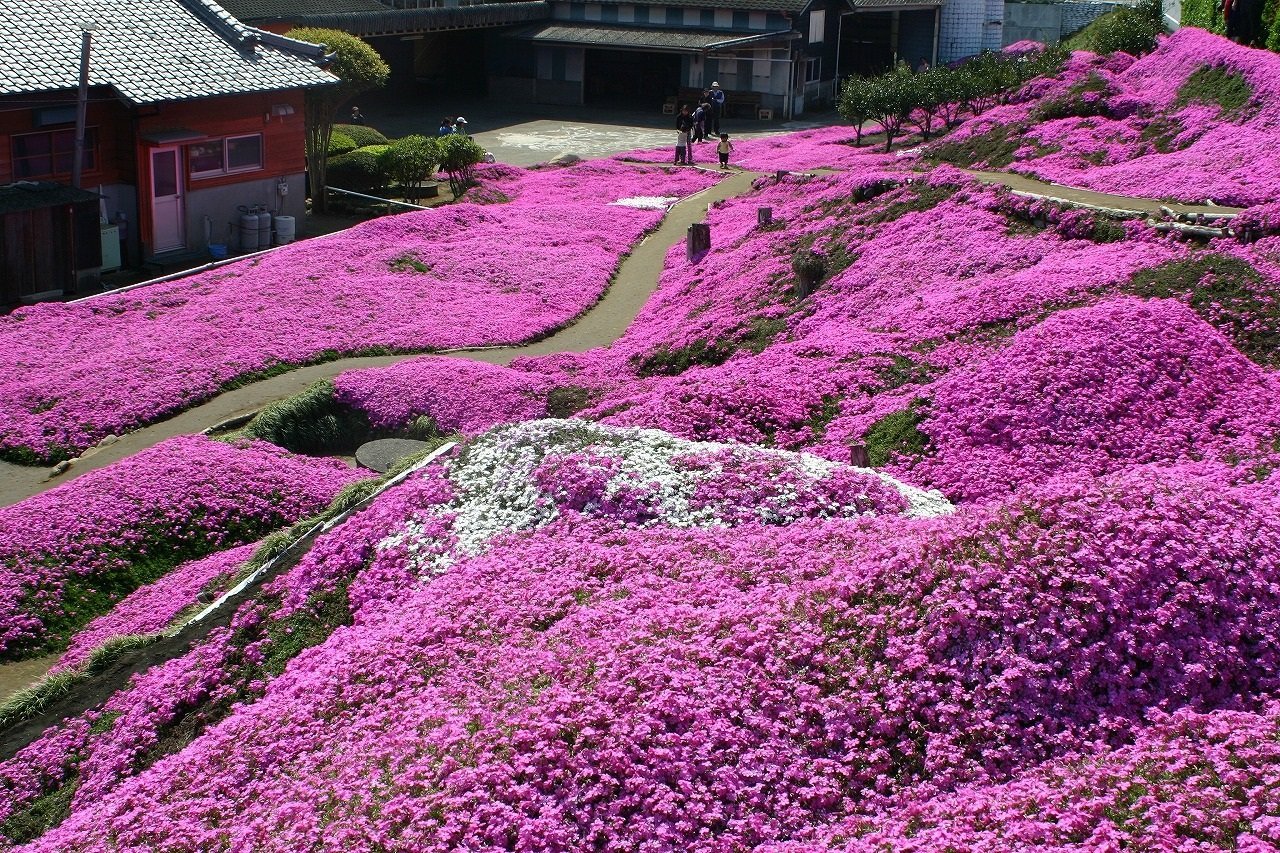 Корея японская кустарник