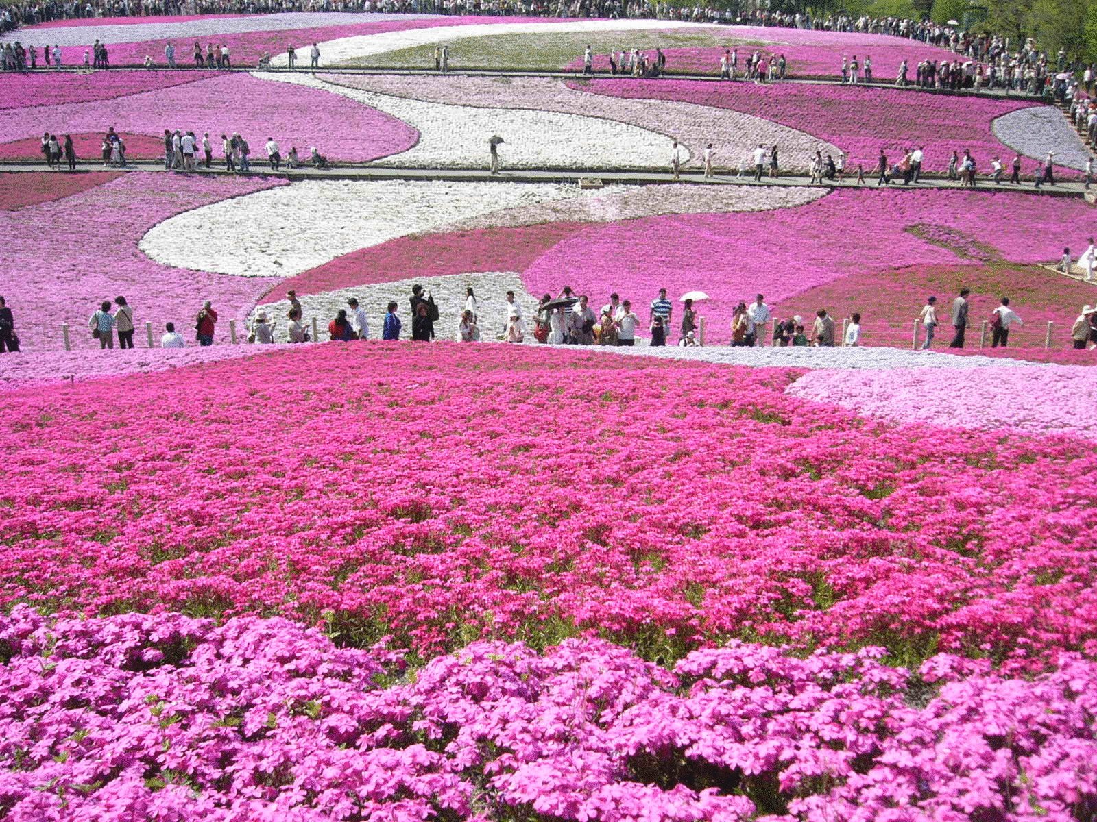 Шиловидный Флокс цветет в Японии