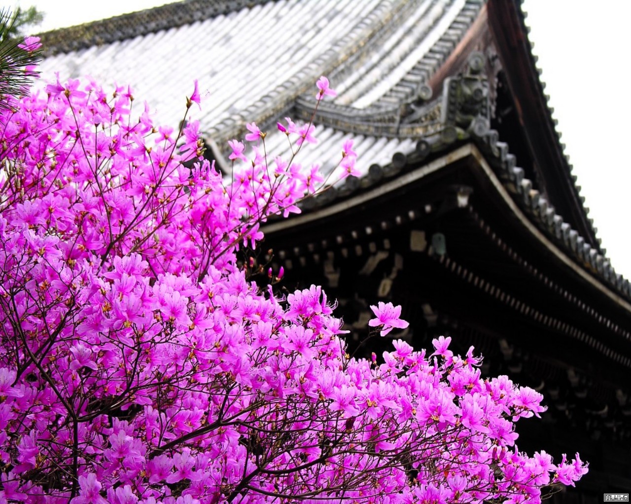Сакура самая. Сад Кавати Фудзи. Сакура в Пекине. Цветение Сакуры в Китае. Растения Японии Сакура.