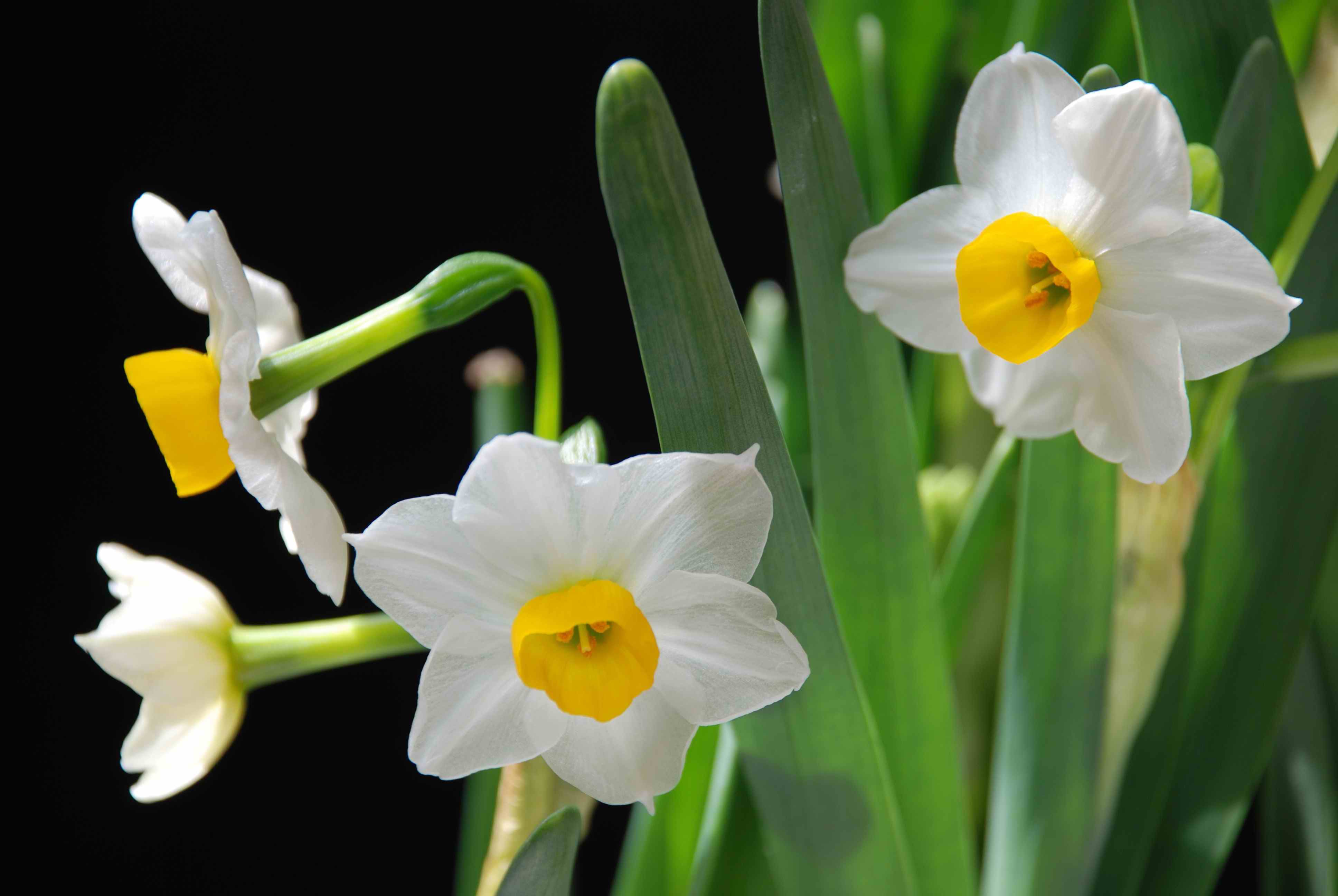 Каких цветов бывают нарциссы. Нарцисс цветок. Нарцисс цветок цветы нарциссы. Нарцисс Гелиос. Нарцисс Chromacolor.