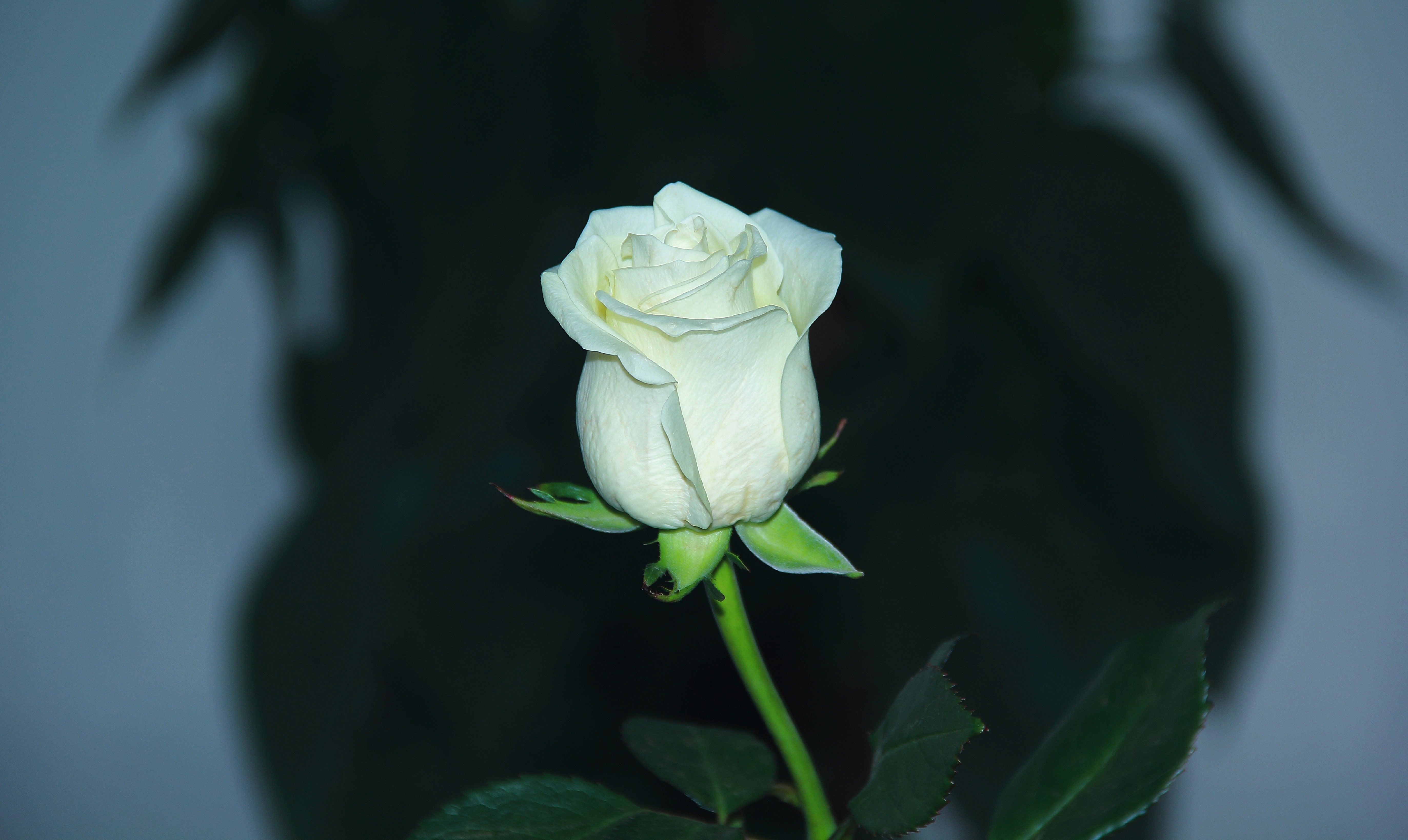 Бутон белой розы (63 фото) »