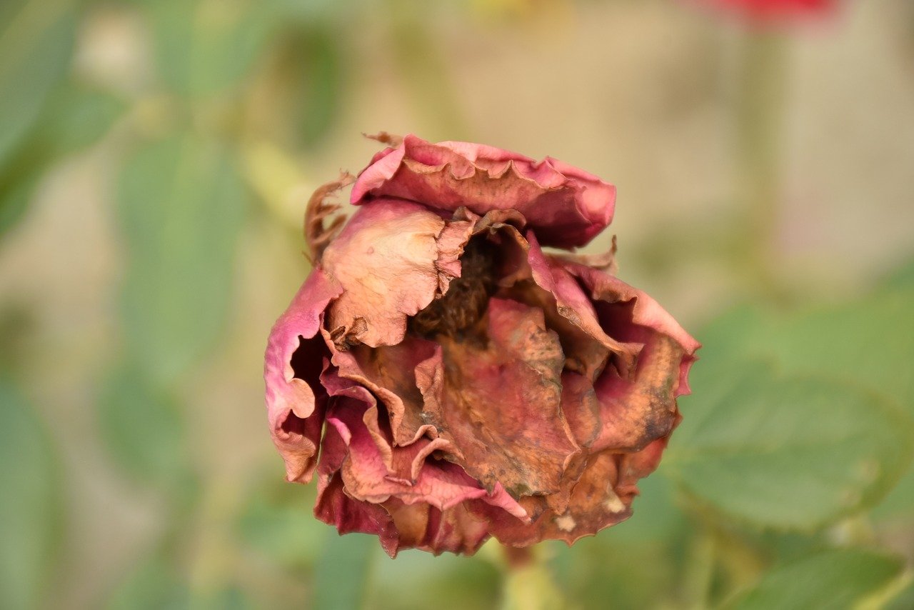 Некрасивая роза