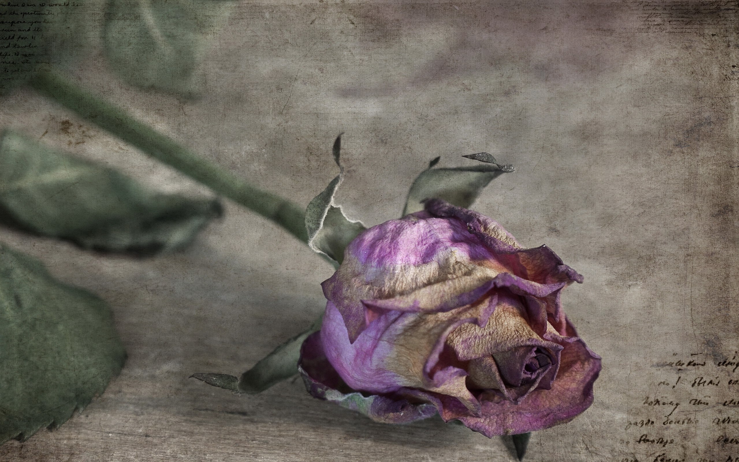 Увядшая роза Жанна