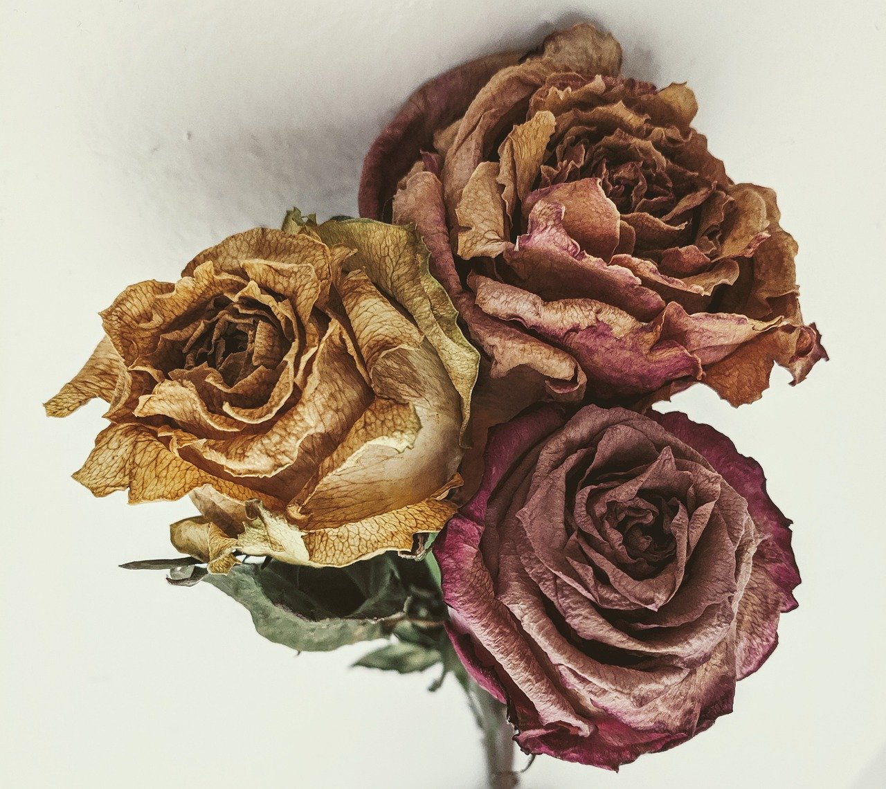 Цвет старой розы