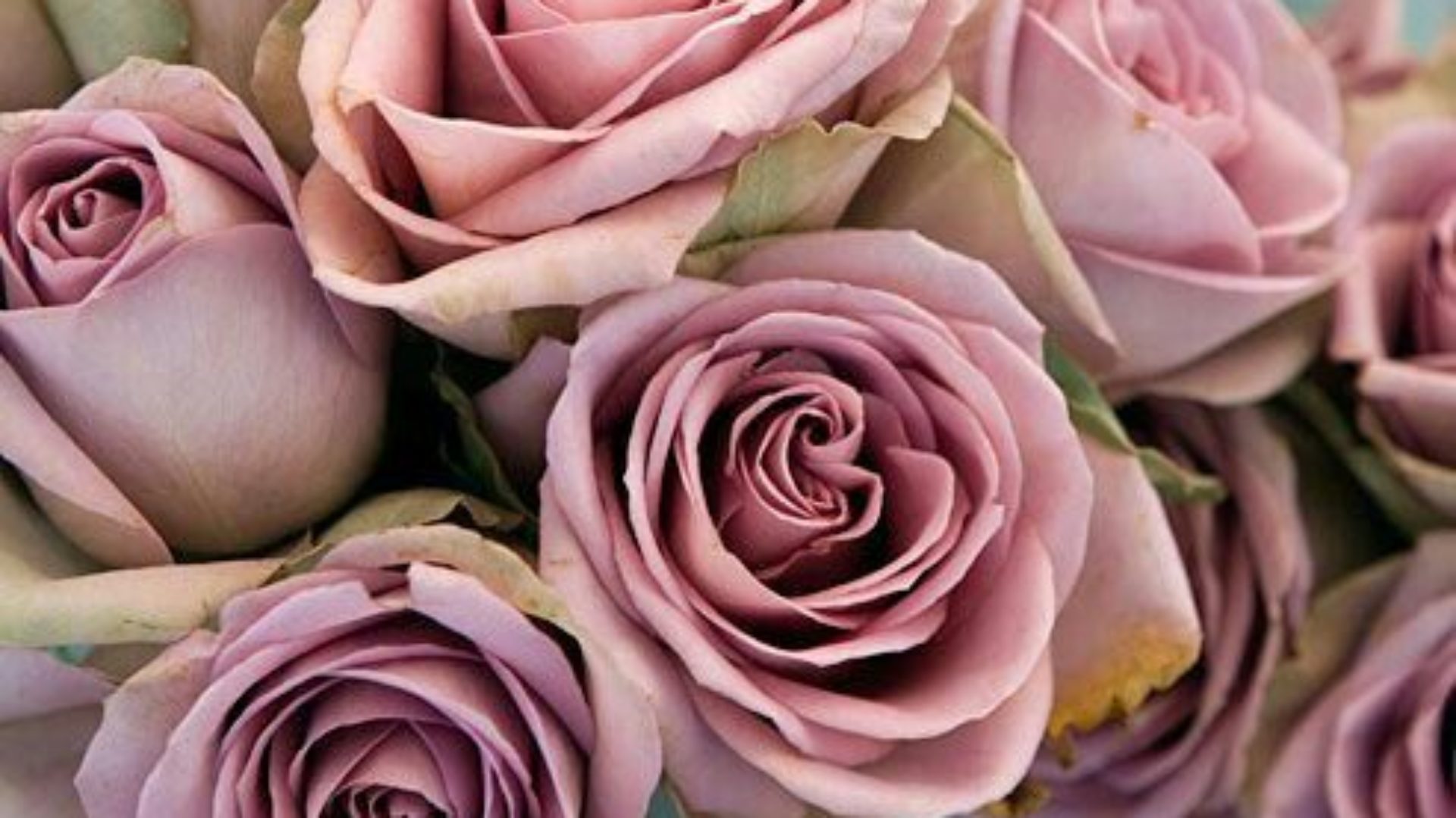 Пыльная Роза Цвет