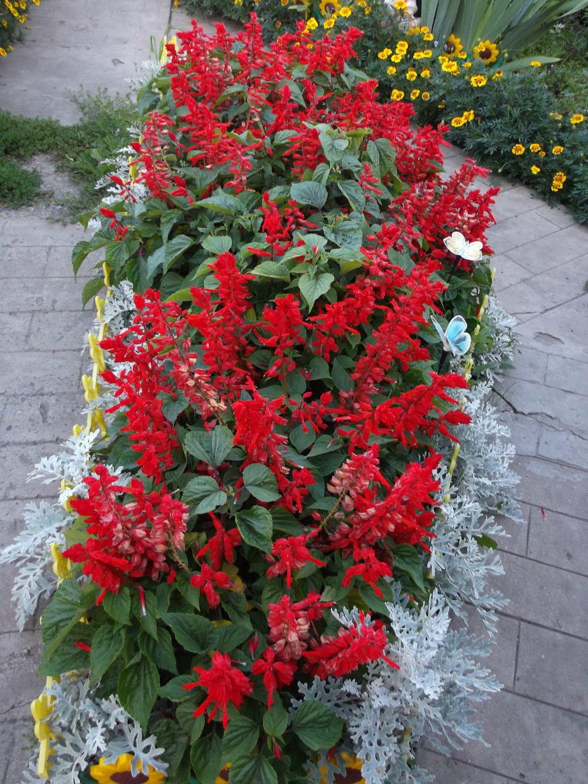 Цветы красные садовые фото с названием