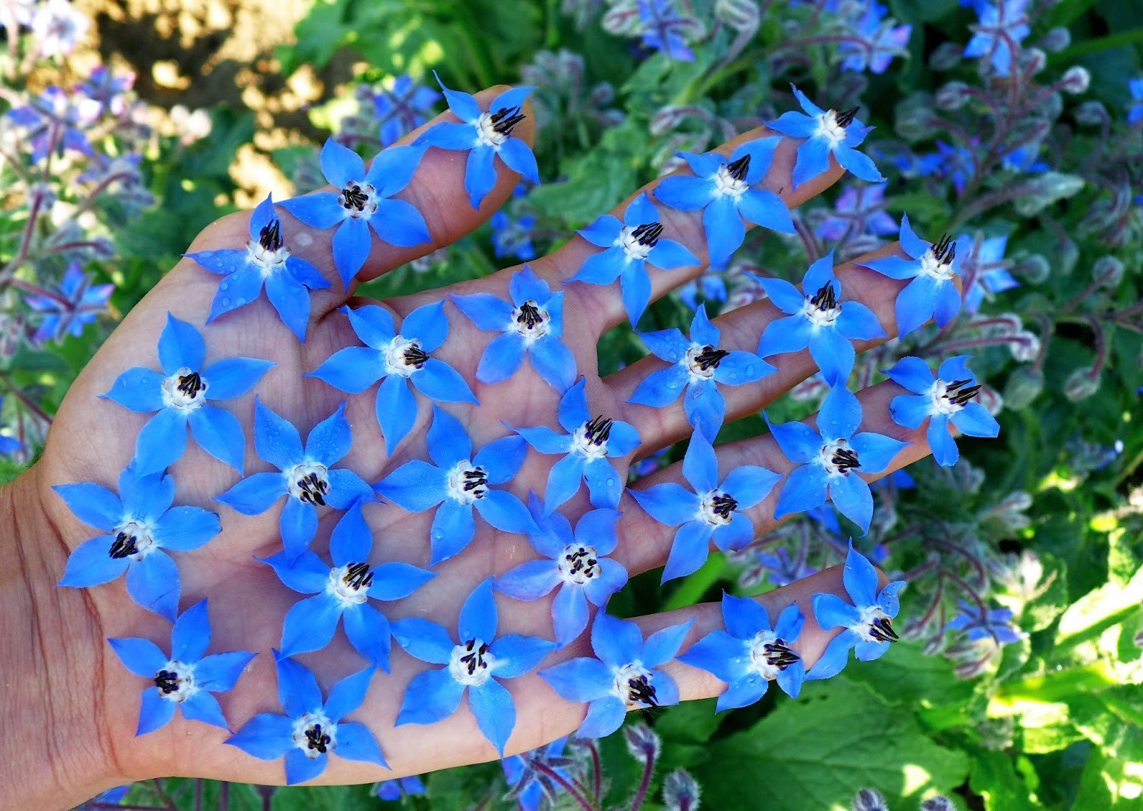 Многолетник с голубыми цветами