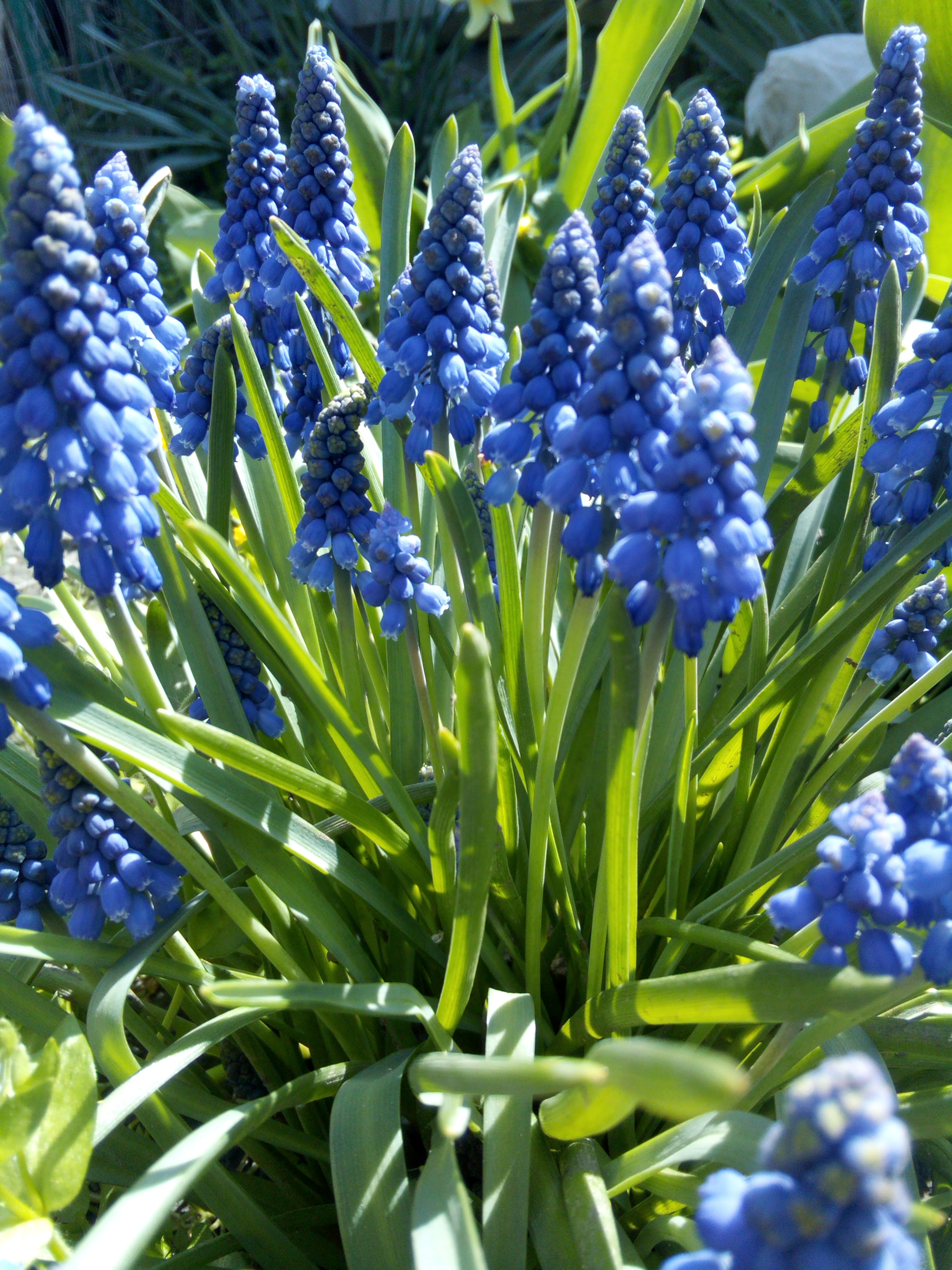 Весенние голубые цветы названия и фото