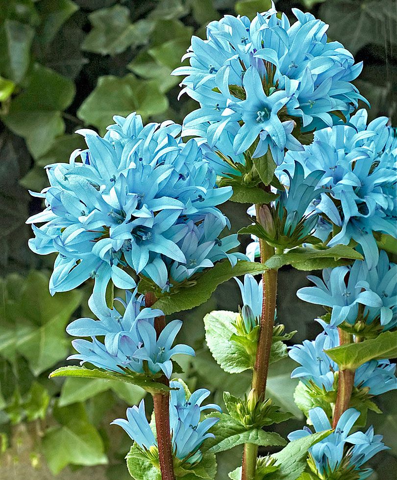 Цветы голубые садовые фото с названиями