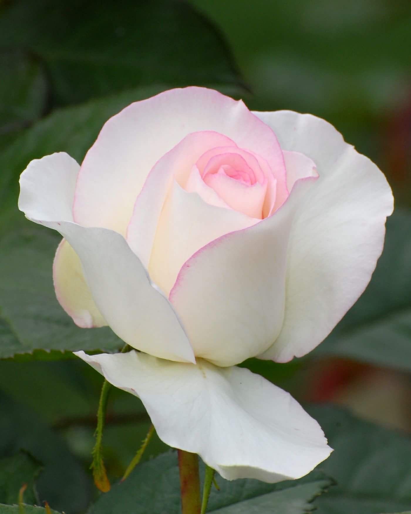Чайно гибридная роза белая с розовой серединкой