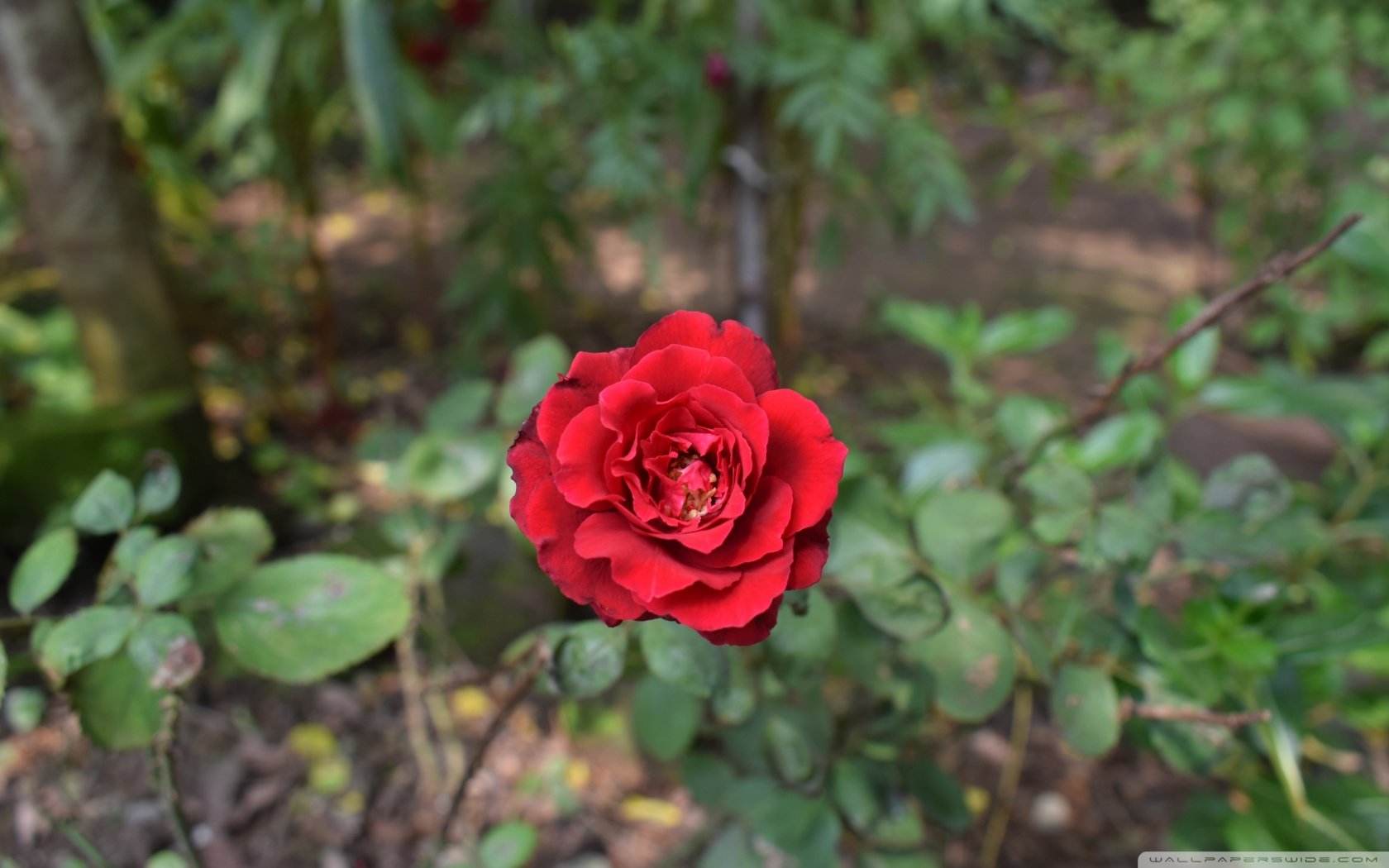 Ред игл роза