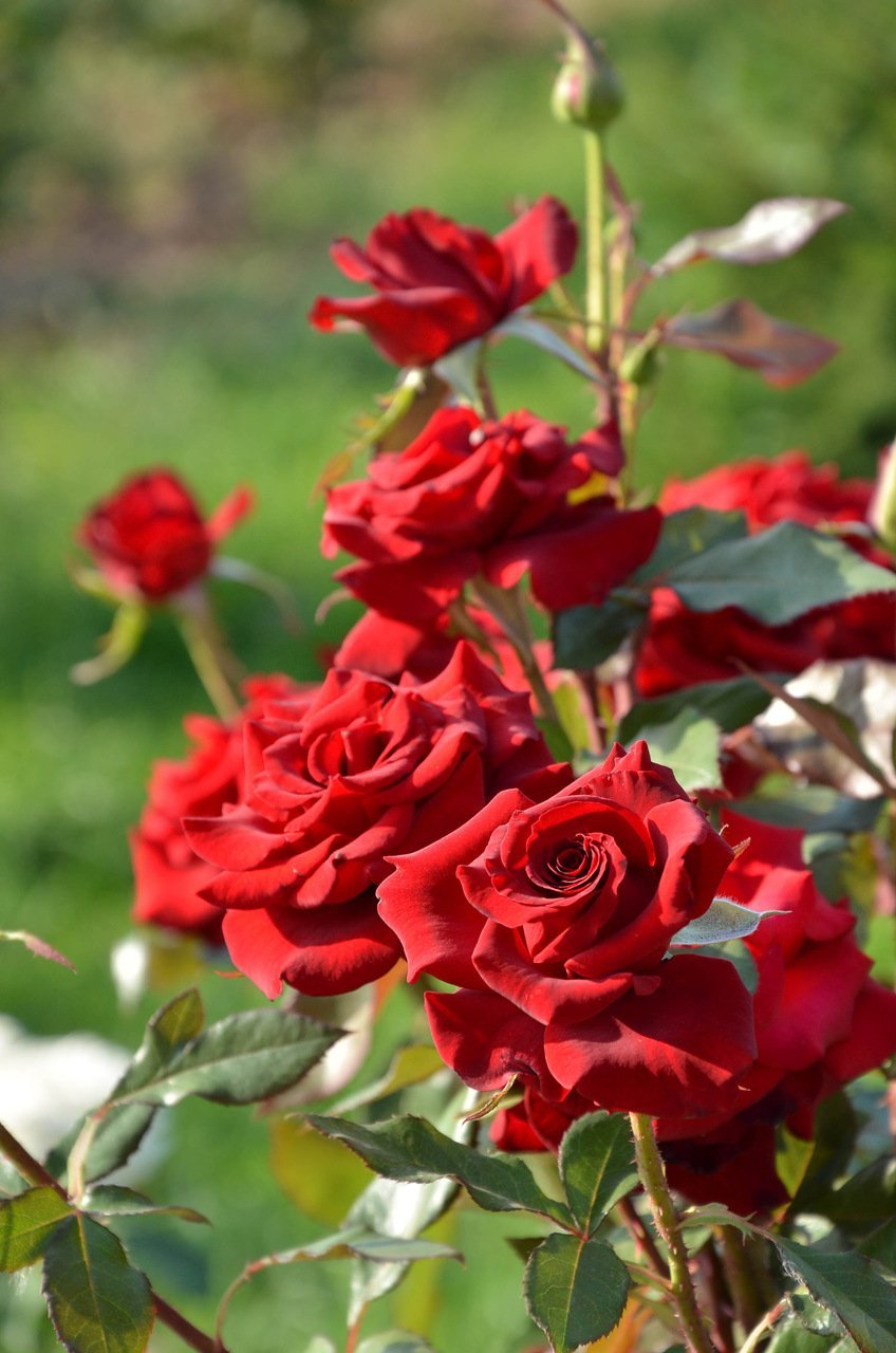 Ред франция роза