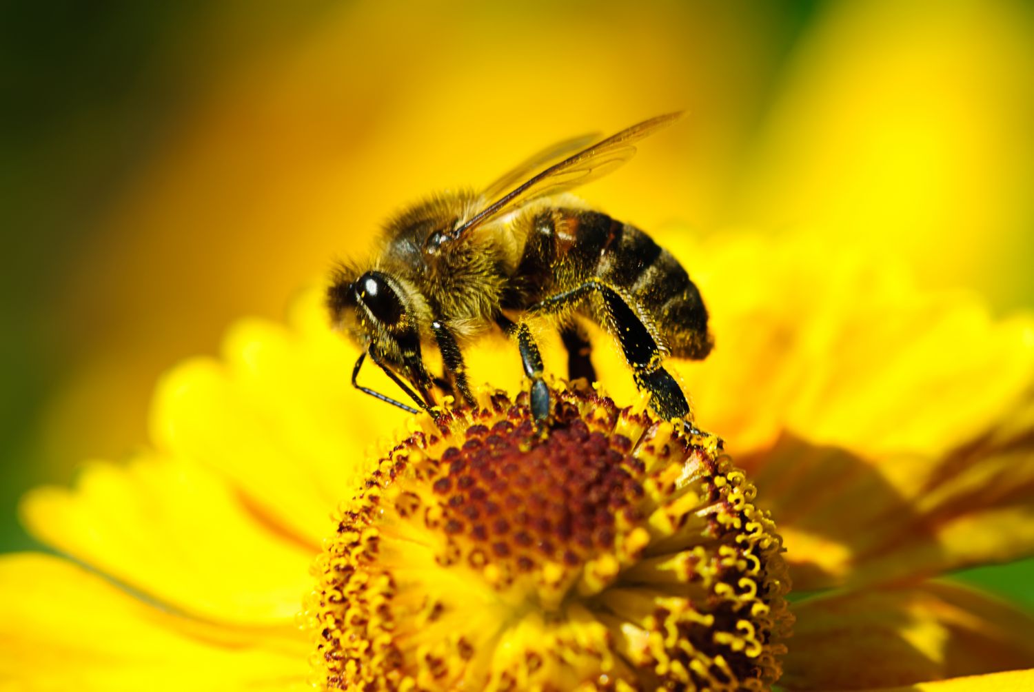 Пчелка на цветочке