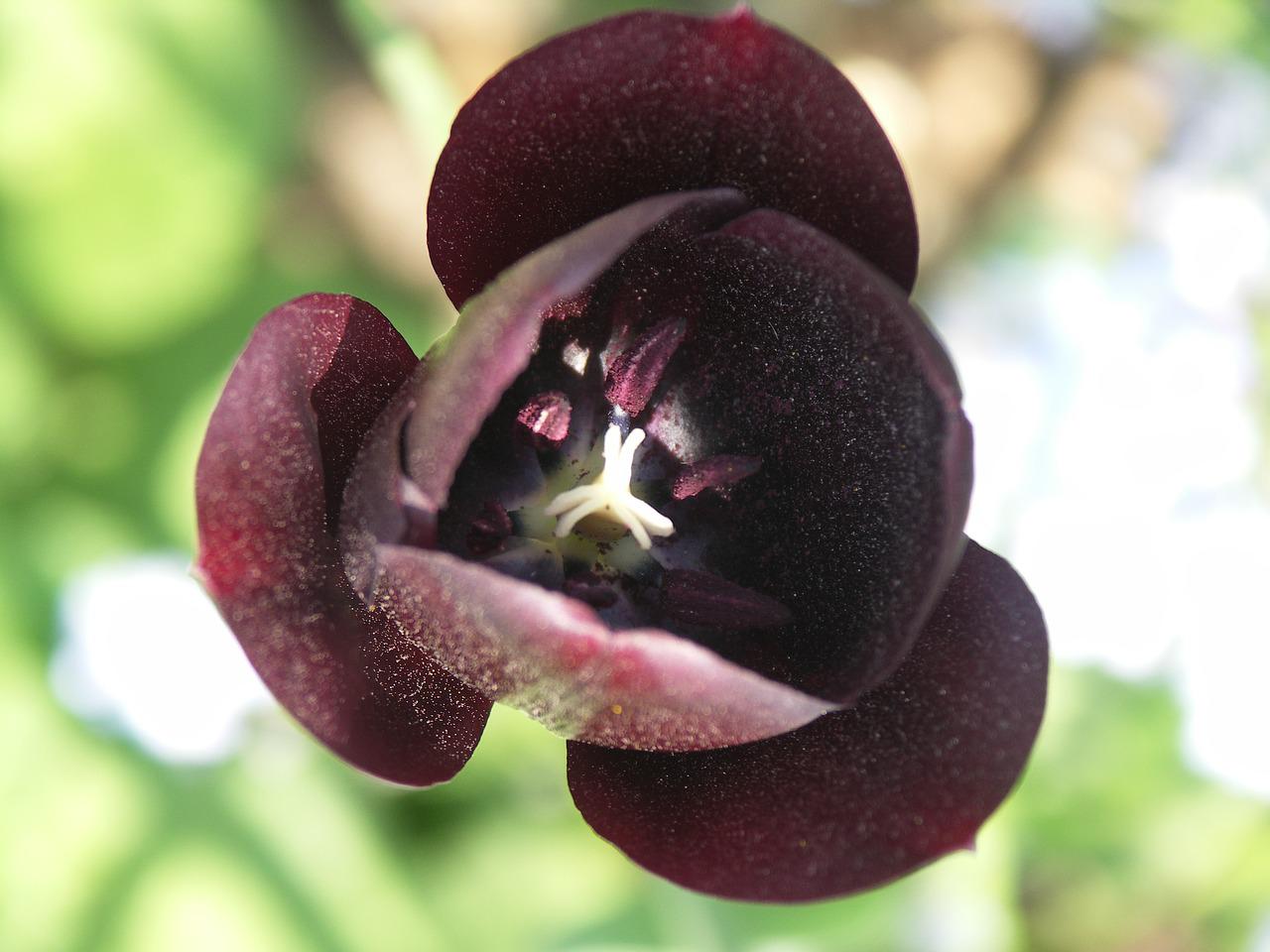 Цветок черная вдова. Черный тюльпан цветок. Самые красивые черные цветы. Чёрный тюльпан растение. Цветок вдовы
