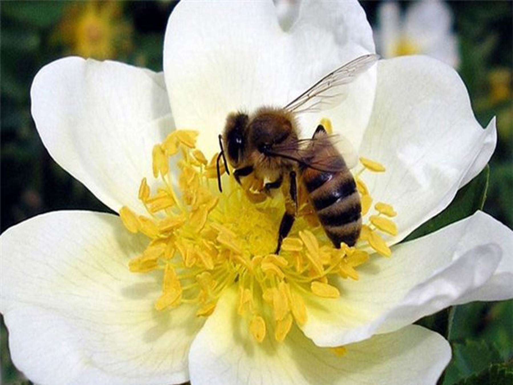 Пчела на белых цветах