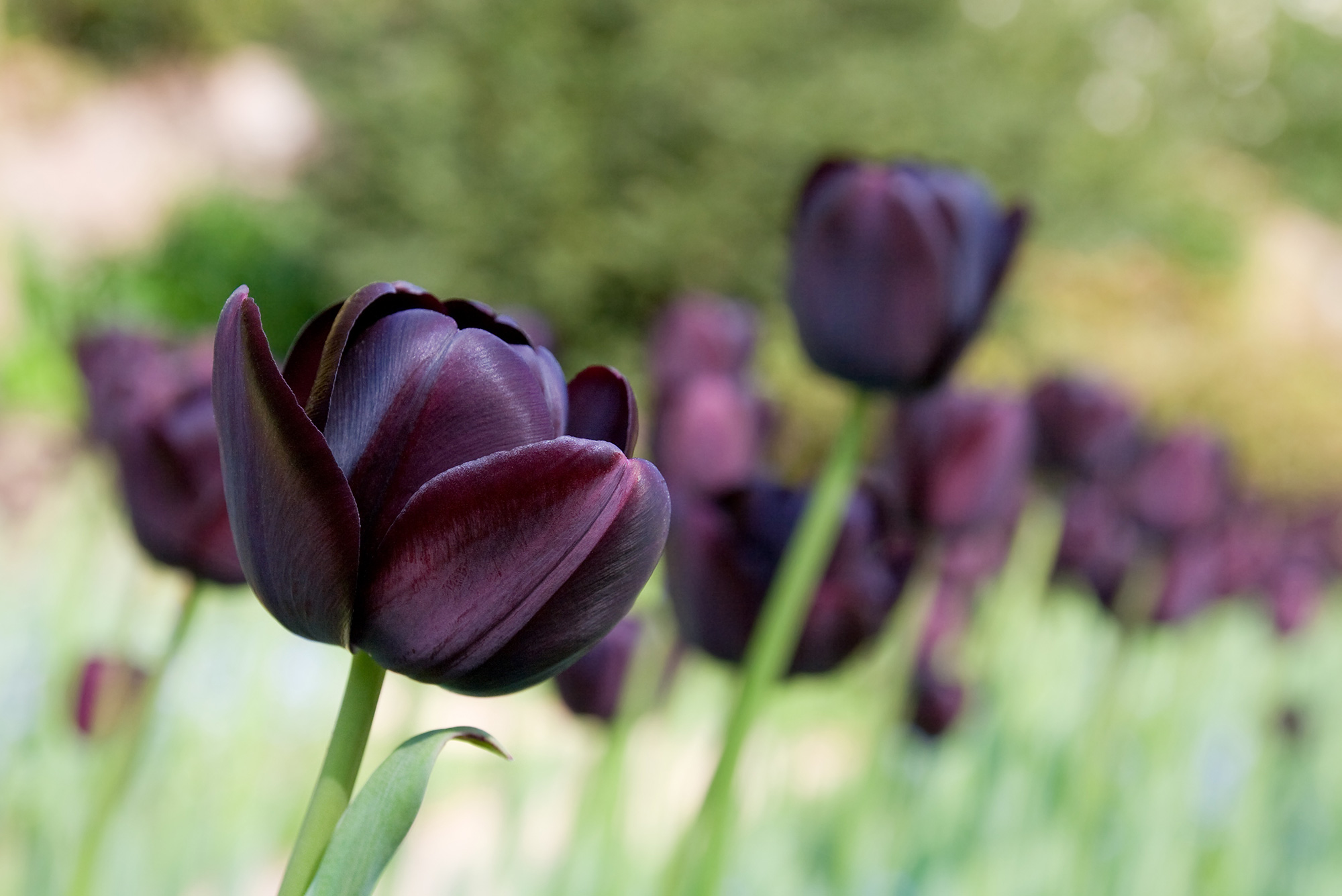 Про черный тюльпан. Тюльпан Лоренцо. Тюльпан Король ночи. Нортон Кэмпбелл (Black Tulip). Черный тюльпан.