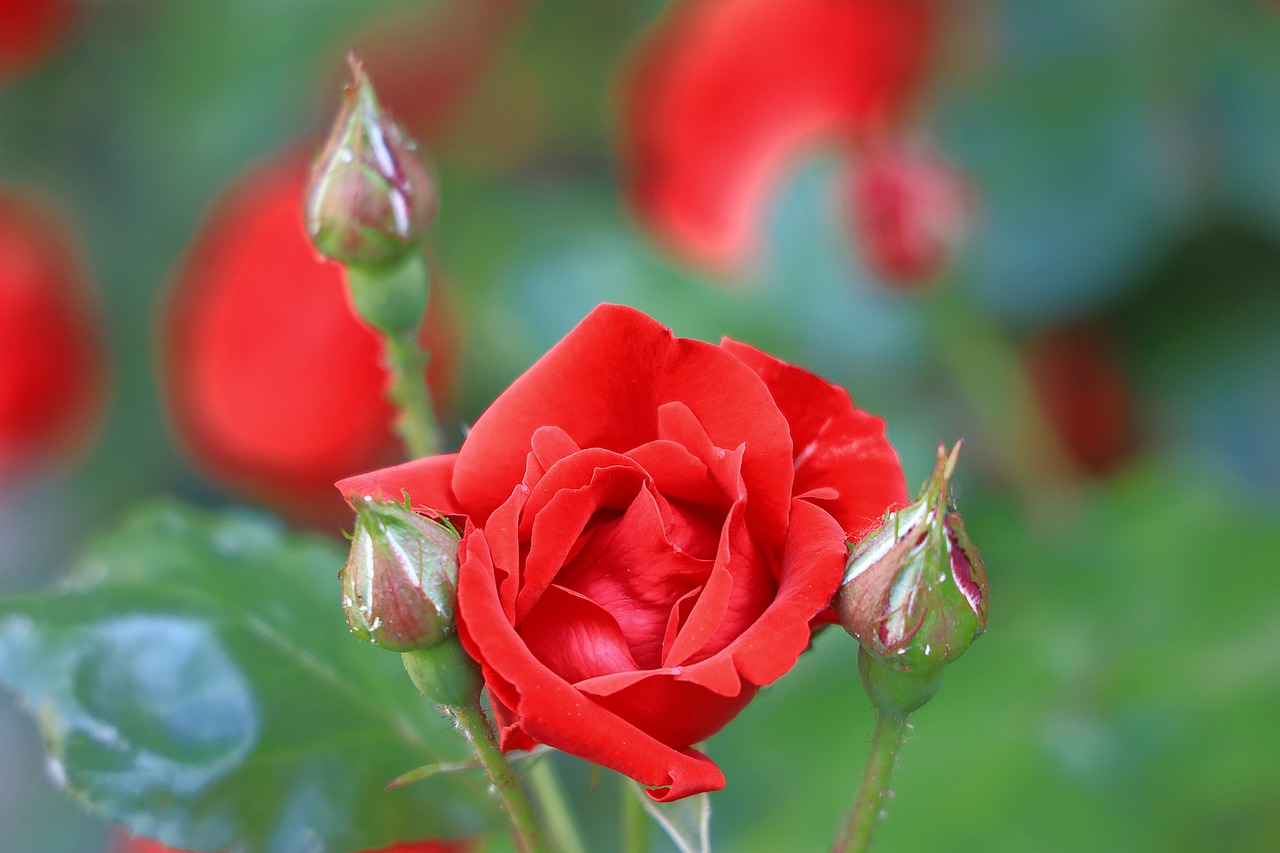 Красные бутоны сколько лет. Цветок с красным бутоном. Бутон красной розы. Красный цветок в бутоне фото. Бутон красной розы фото.