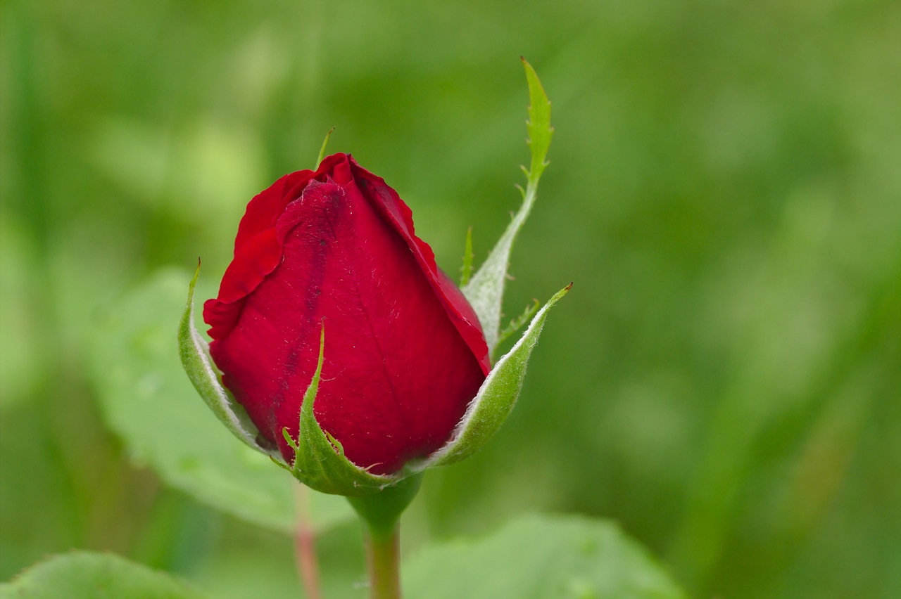Красные бутоны сколько лет. Женский бутон. Бутон розы. Бутон красной розы. Бутон красной розы фото.