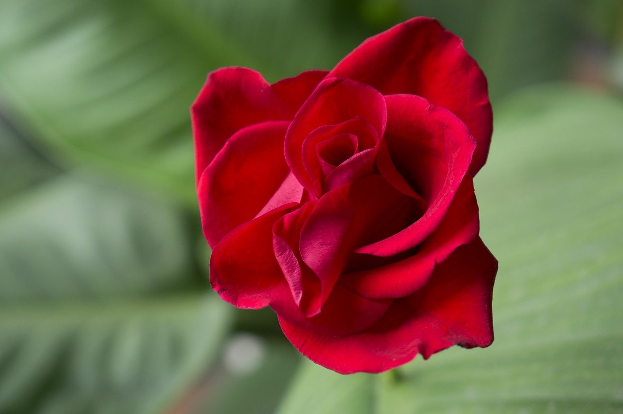 Красные бутоны зейнеп. Цветок с красным бутоном. Бутон красной розы. Маленький бутон красной розы.