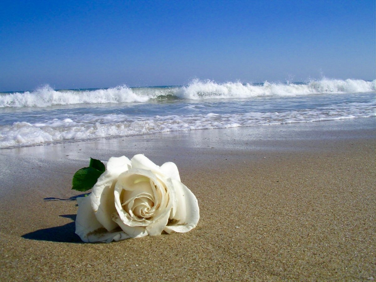 роза пляж