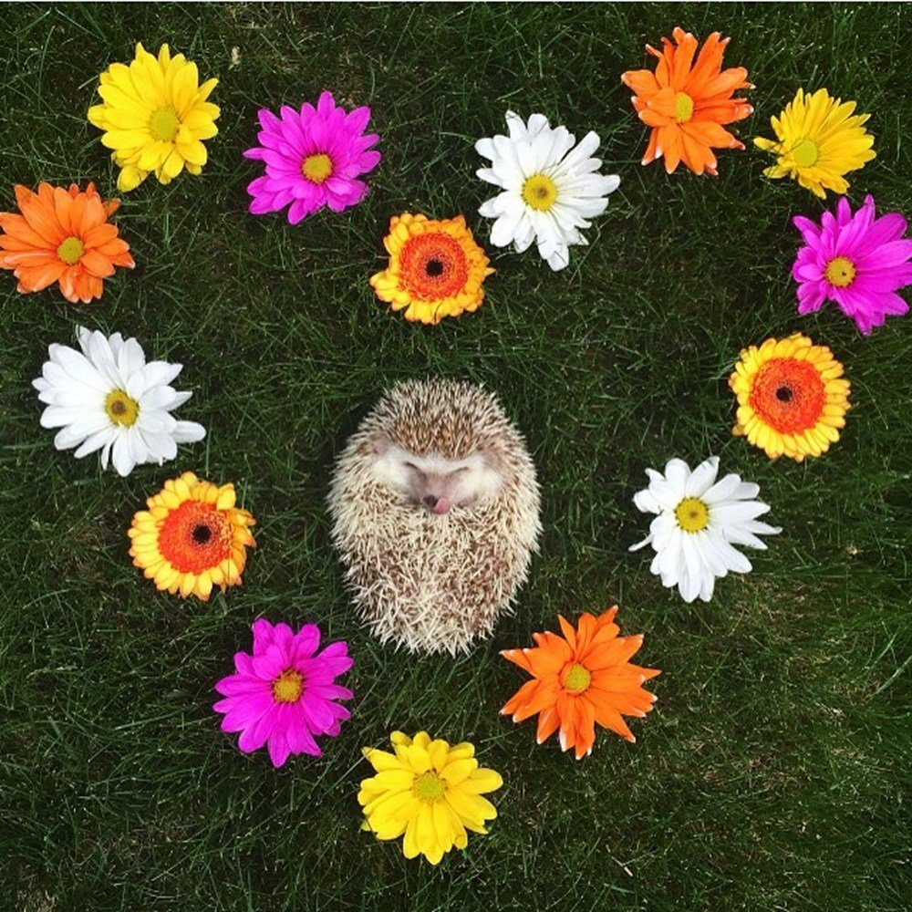 Ёжик и цветы